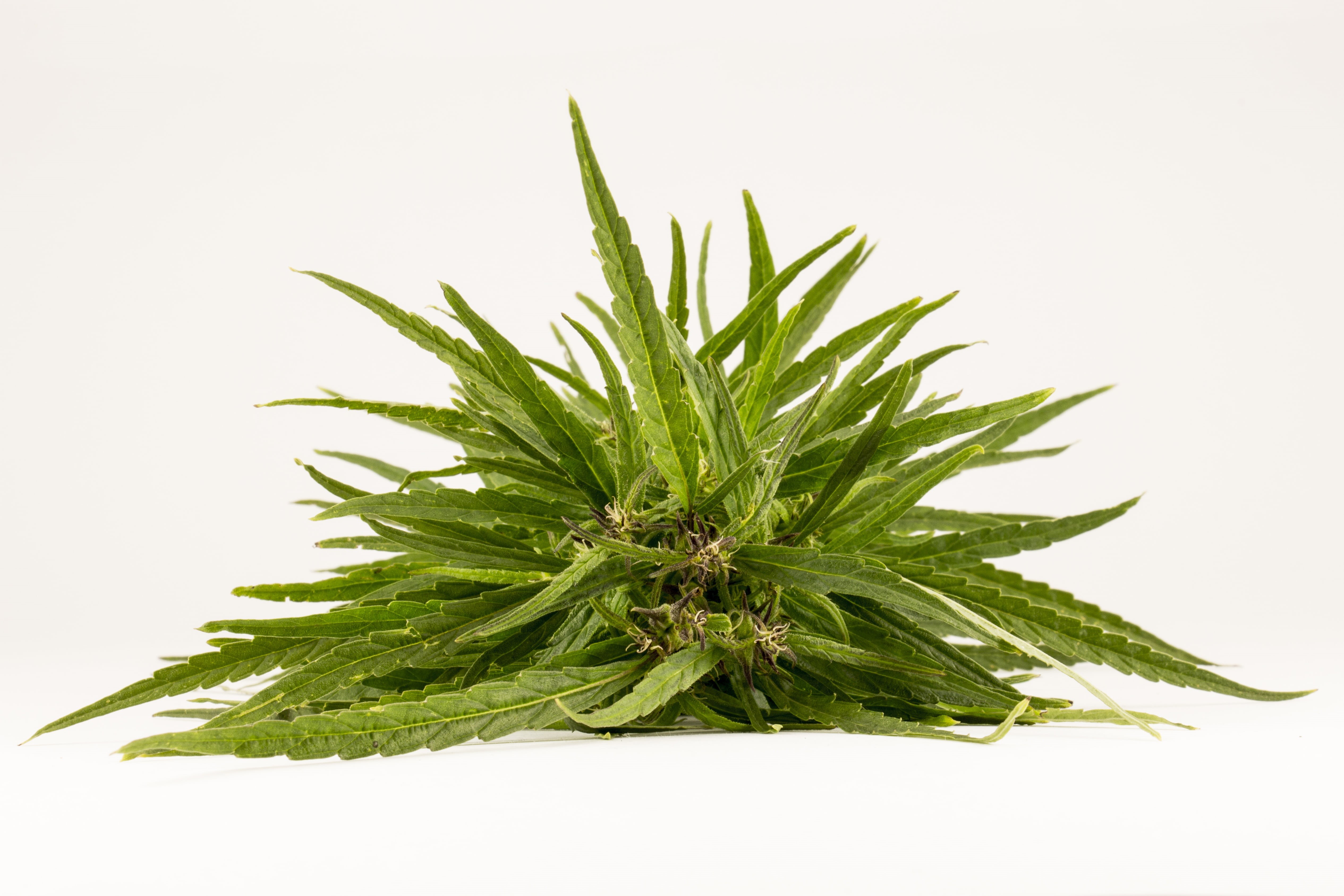herb, background, green color, green, addiction, hemp, marijuana - herbal cannabis, white, addiction treatment, nature, grass, alternative medicine, the dependence of, HD Wallpaper