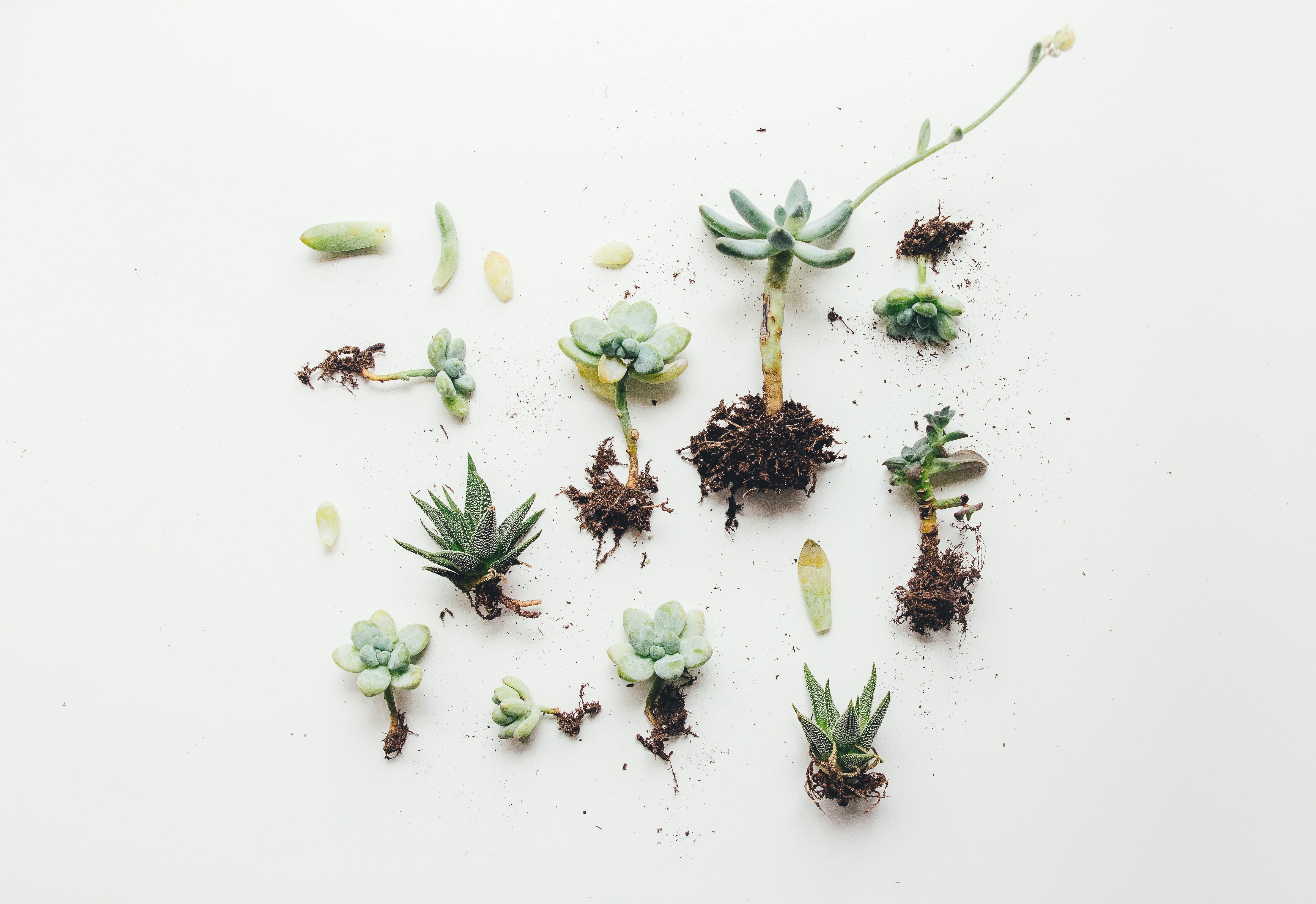 Time, food and drink, choice, plant, food, directly above, flat, variation, herbal Medicine, indoors, flatlay, green, succulent, still life, lay, no people, HD Wallpaper