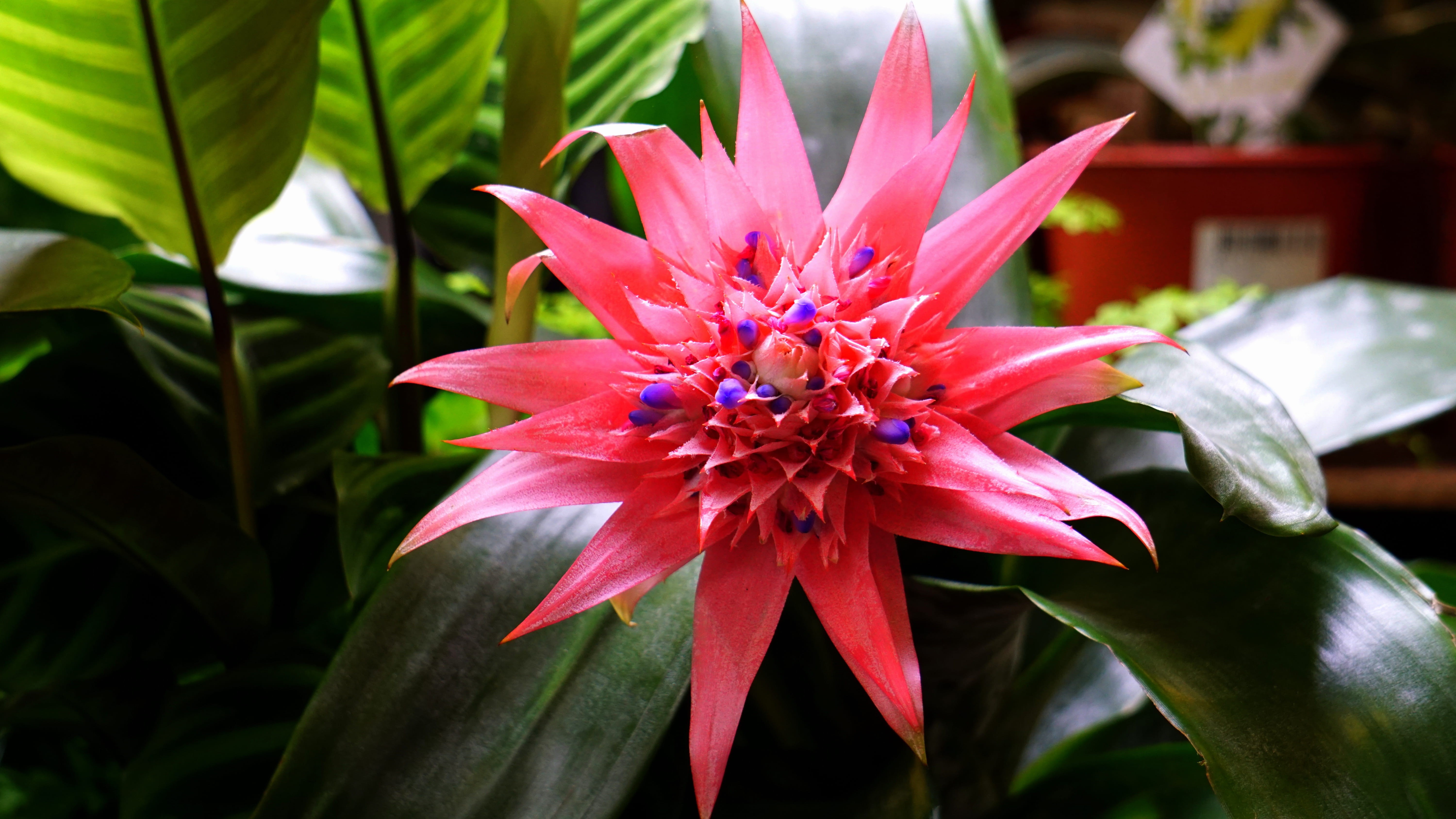 leaf, pink, freshness, blur, inflorescence, blooming, photography, gardening, flowering plant, plant, petal, flower head, bloom, garden, close, blossom, HD Wallpaper