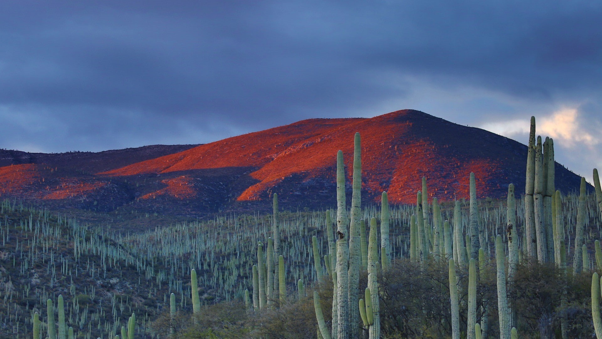 clouds, Mexico, landscape, nature, hills, cactus, 1080P, evening, mountains, field, HD Wallpaper