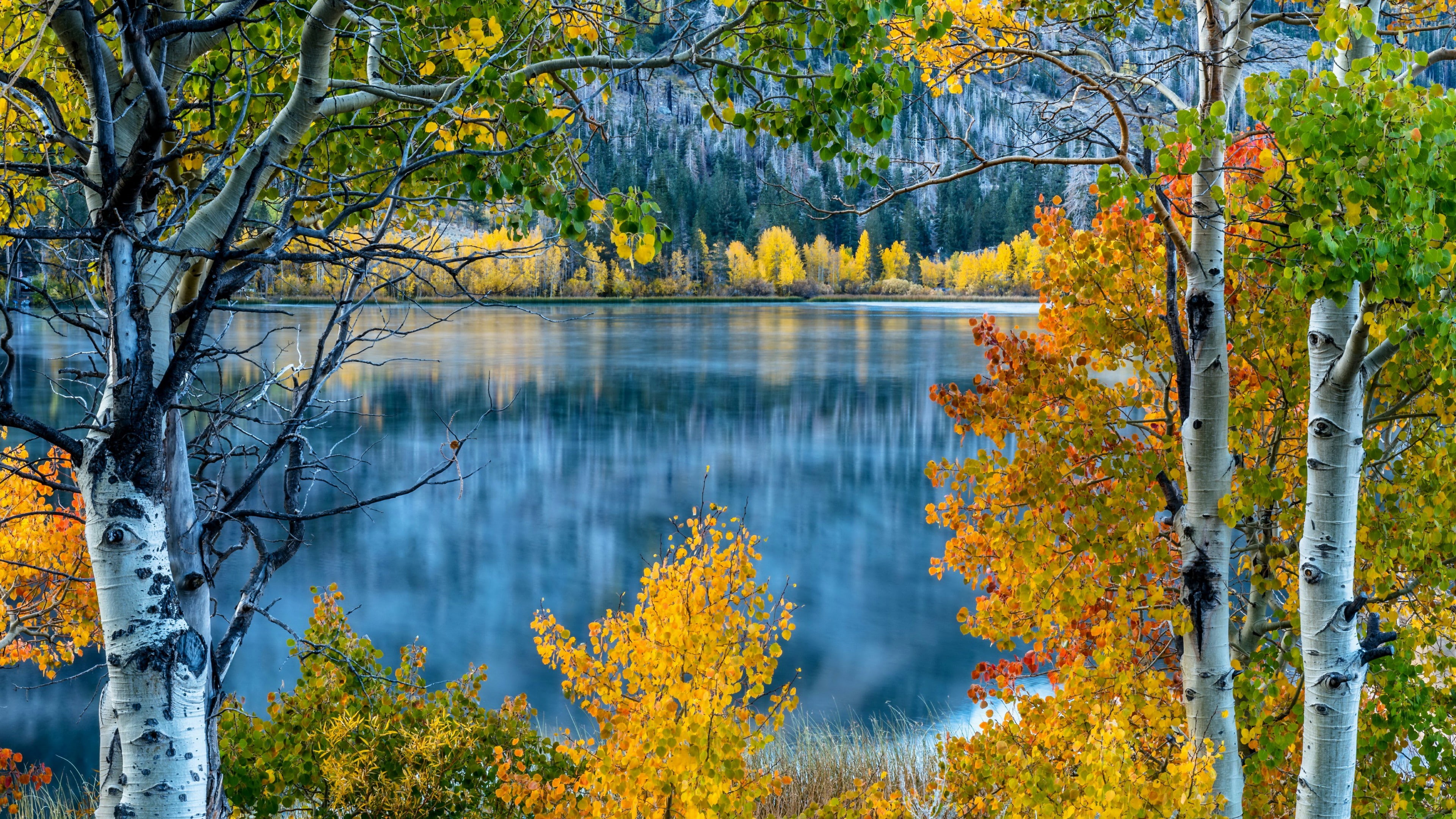 water, lake, tree, leaf, birch tree, reflection, branch, autumn, june lake, deciduous, 4K, birch, yellow leaves, nature, usa, california, united states, HD Wallpaper