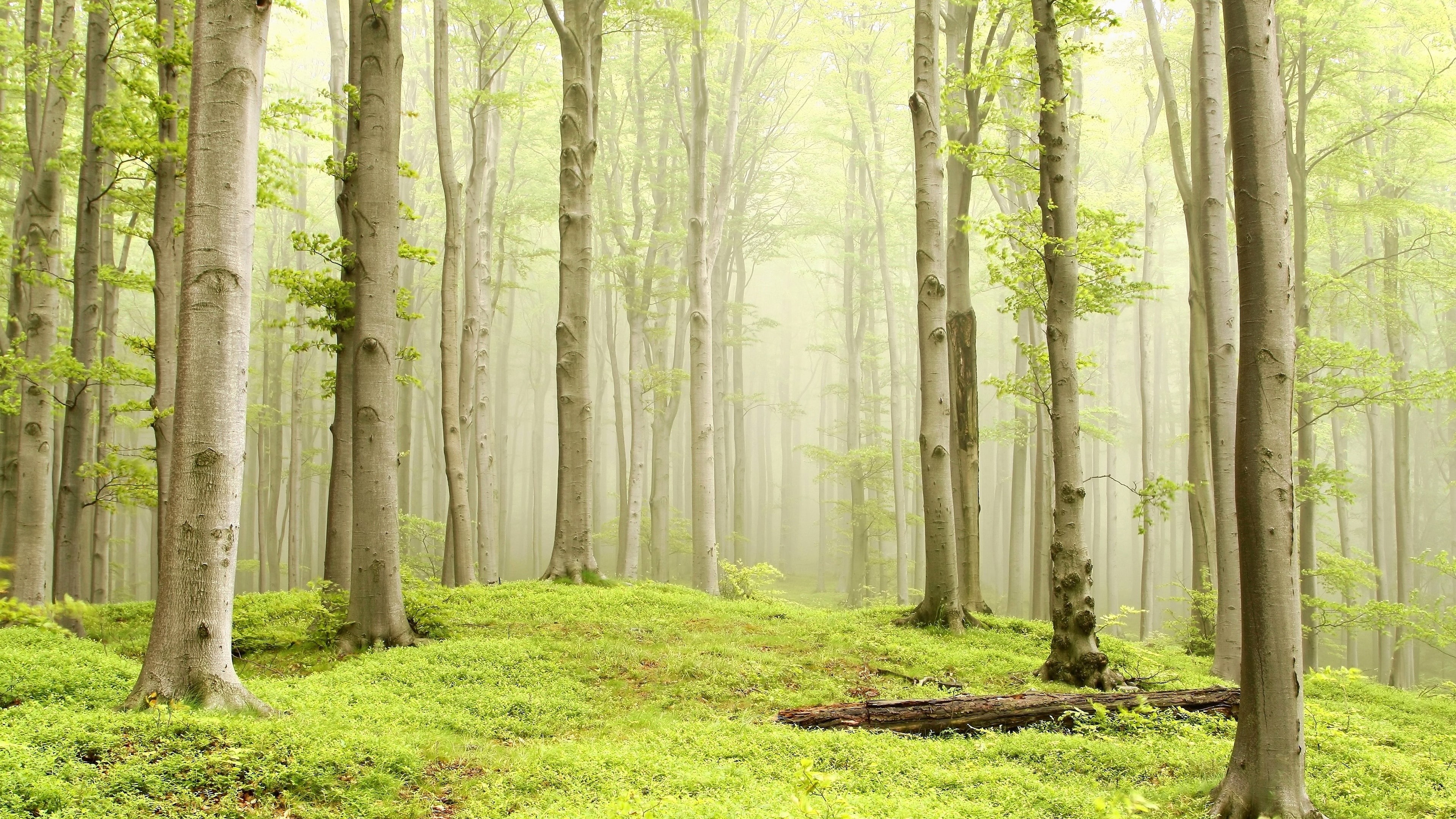 4K, woodland, green forest, forest, spring, mist, deciduous, tree, vegetation, HD Wallpaper