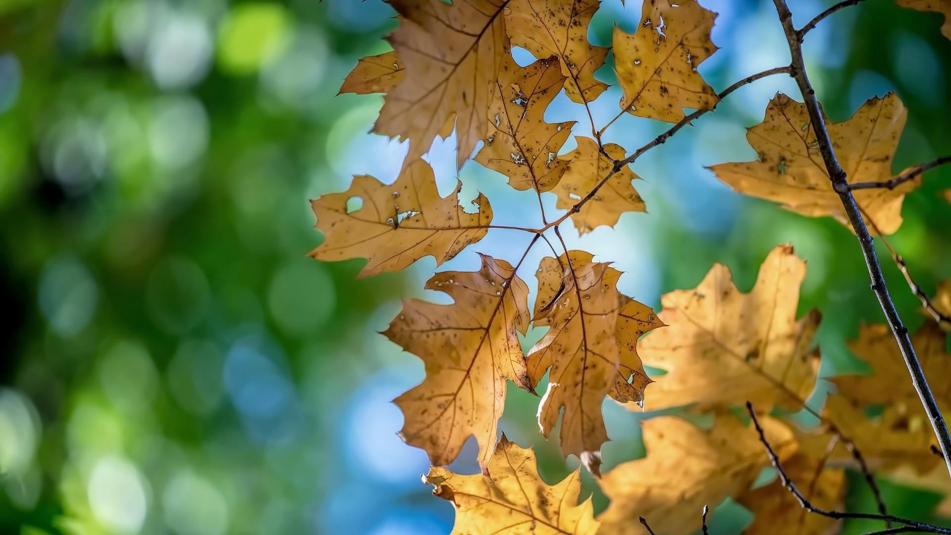 sunlight, leaves, leaf, yellow, dry, outdoors, 1080P, photography, autumn, plant part, blurry, no people, maple leaf, focus on foreground, beauty in nature, HD Wallpaper