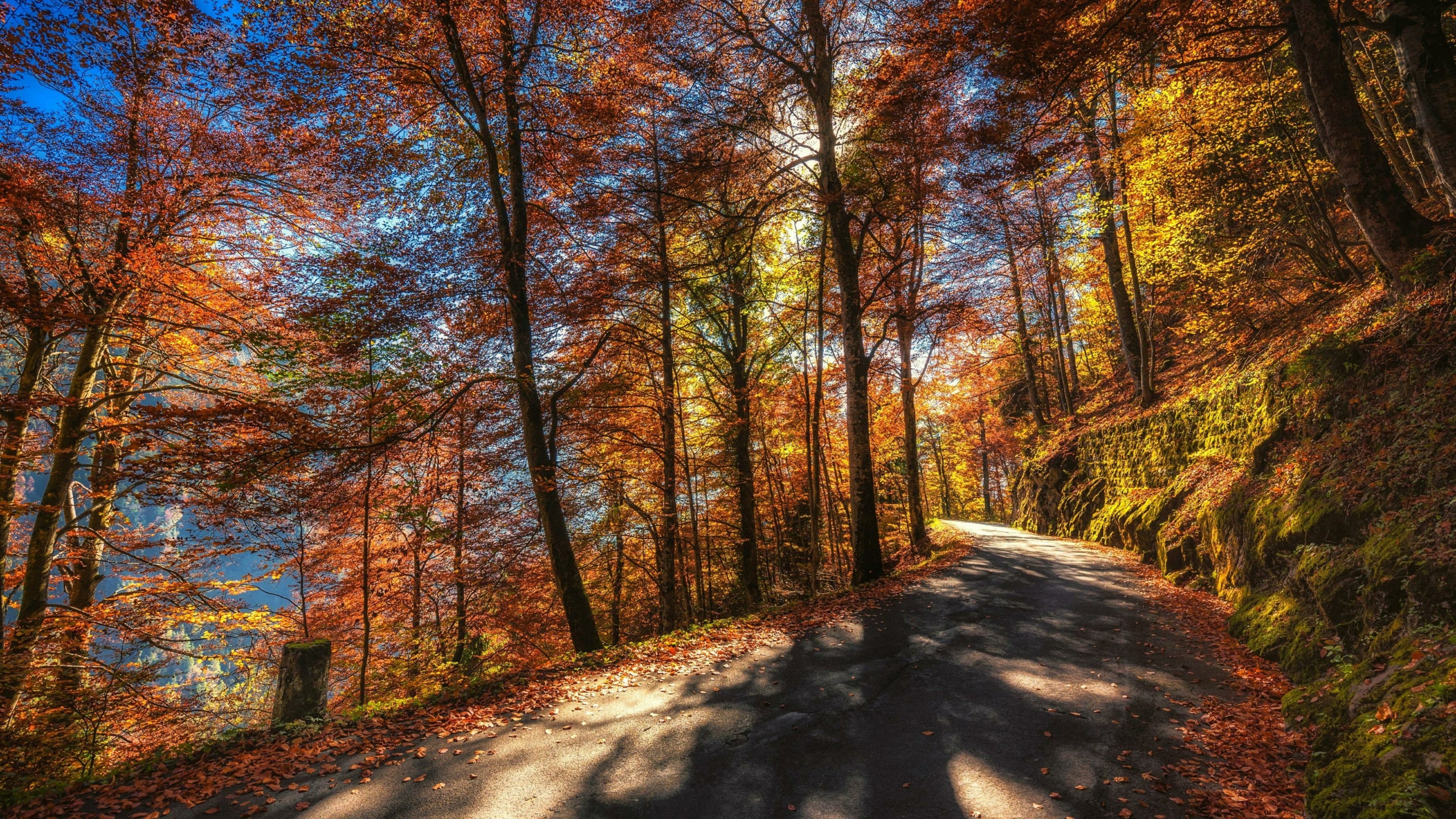 thun, sky, sunlight, autumn, nature, foliage, colorful trees, deciduous, road, 4K, tree, autumn trees, woodland, autumn leaves, switzerland, forest, autumn colors, HD Wallpaper