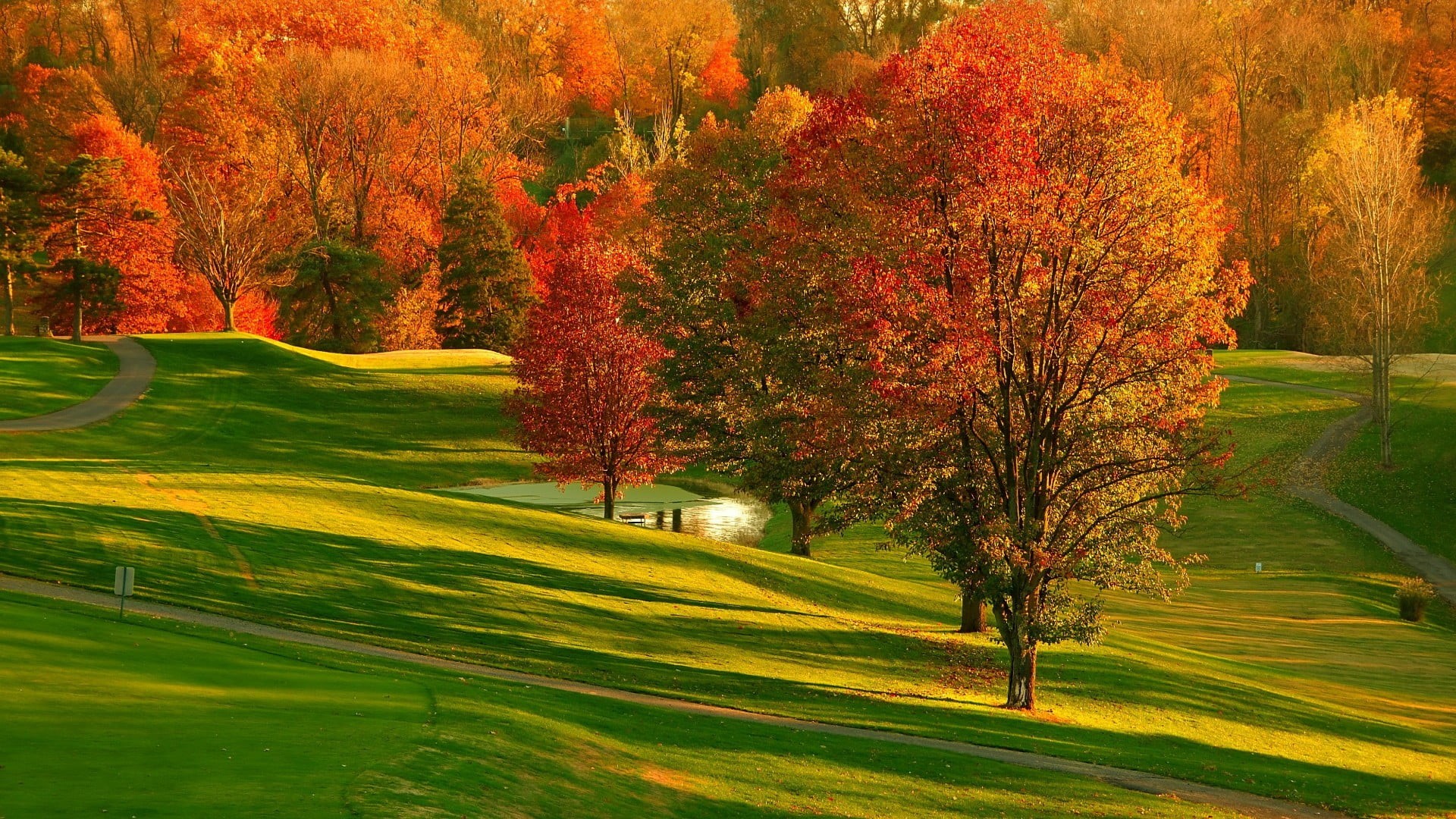 orange color, day, grass, deciduous, change, green color, no people, tranquility, leaf, outdoors, landscape, field, tranquil scene, golf course, sunlight, HD Wallpaper
