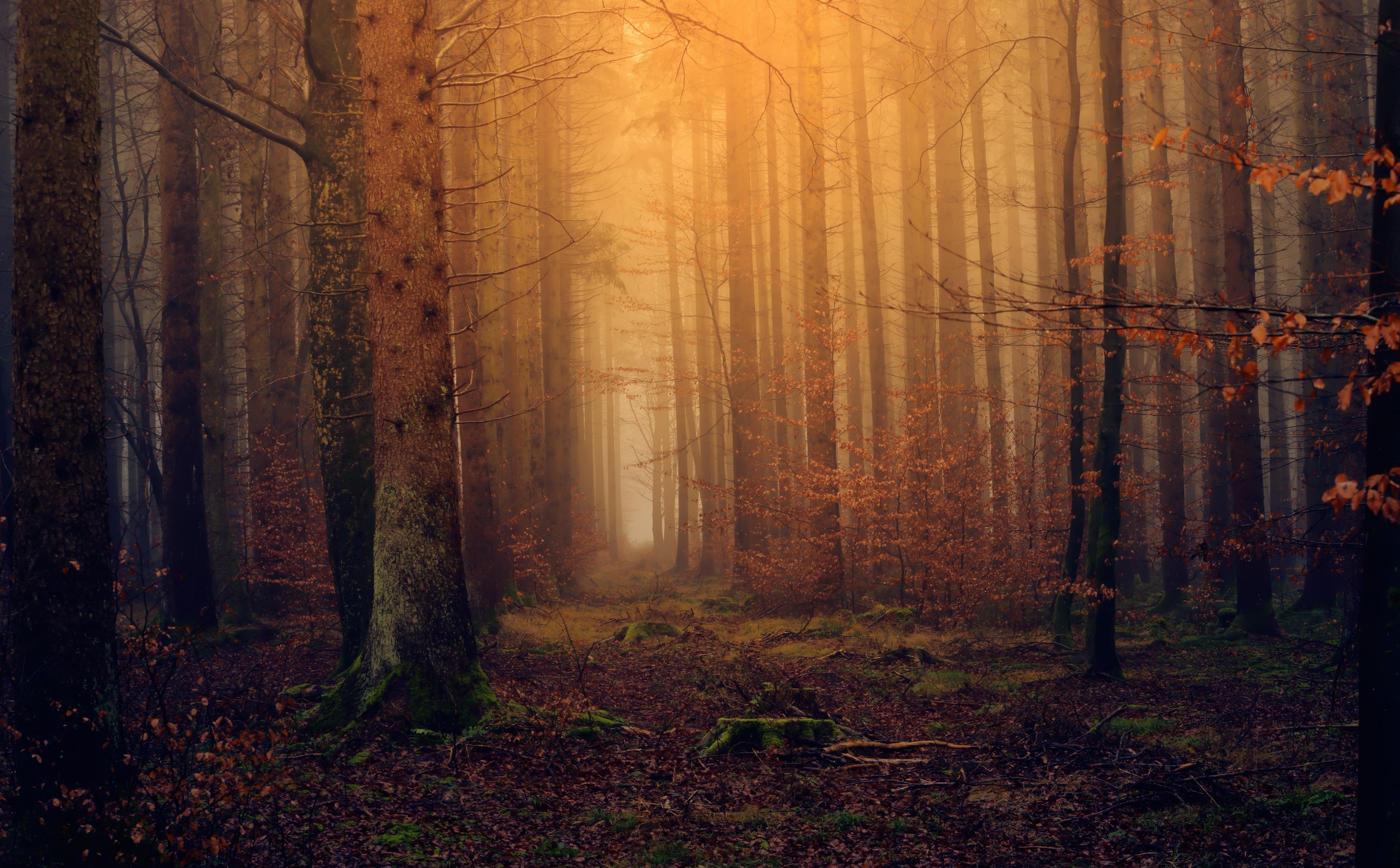 Deciduous, Golden, Forest, no people, Road, tranquil scene, Trail, 5K, tree trunk, fog, Woods, change, Fall, Scenery, Autumn, manytrees, plant, Trees, HD Wallpaper