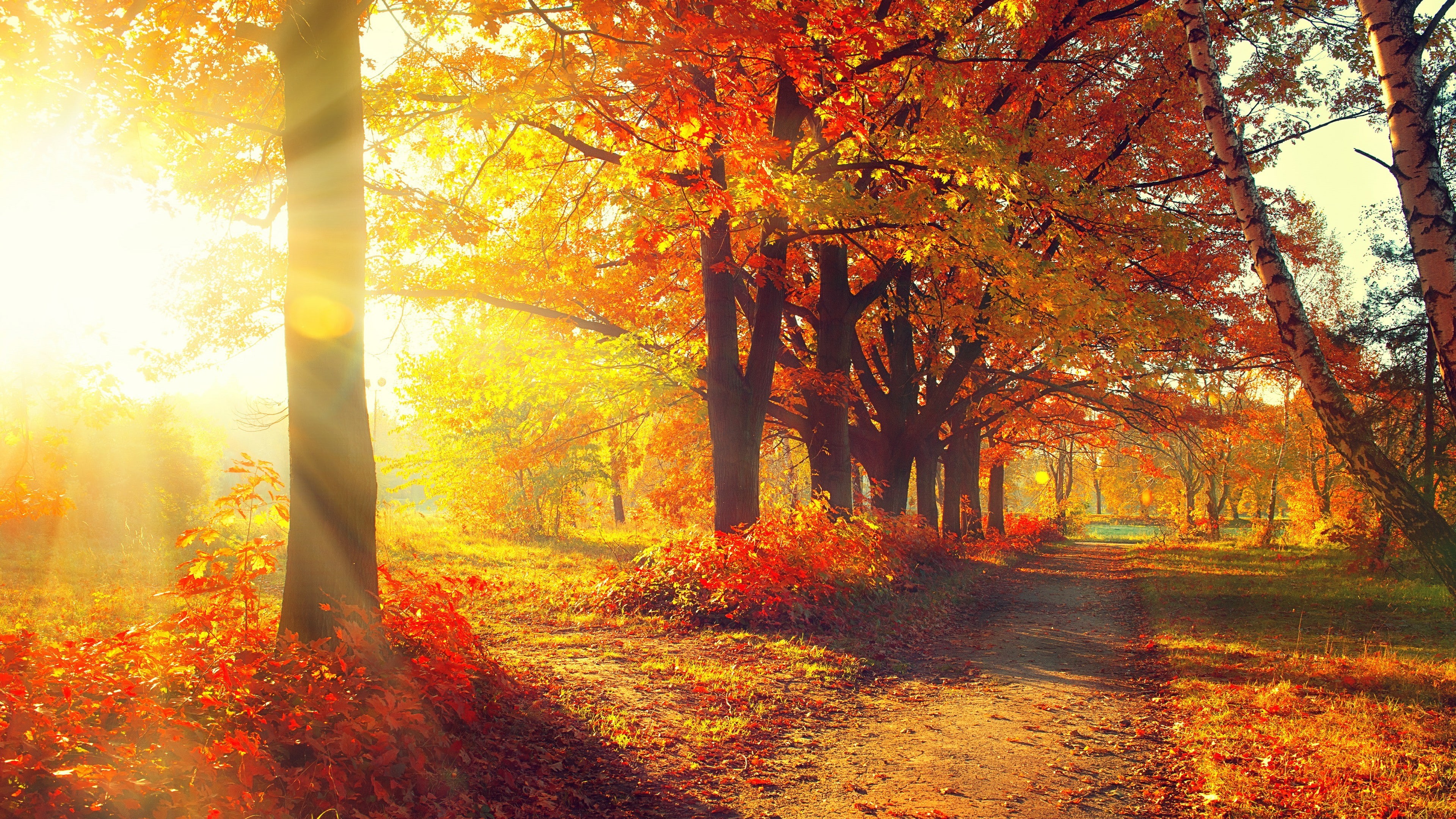 sunbeam, branch, 4K, forest, morning, sky, leaves, grove, tree, pathway, sunlight, deciduous, autumn, HD Wallpaper