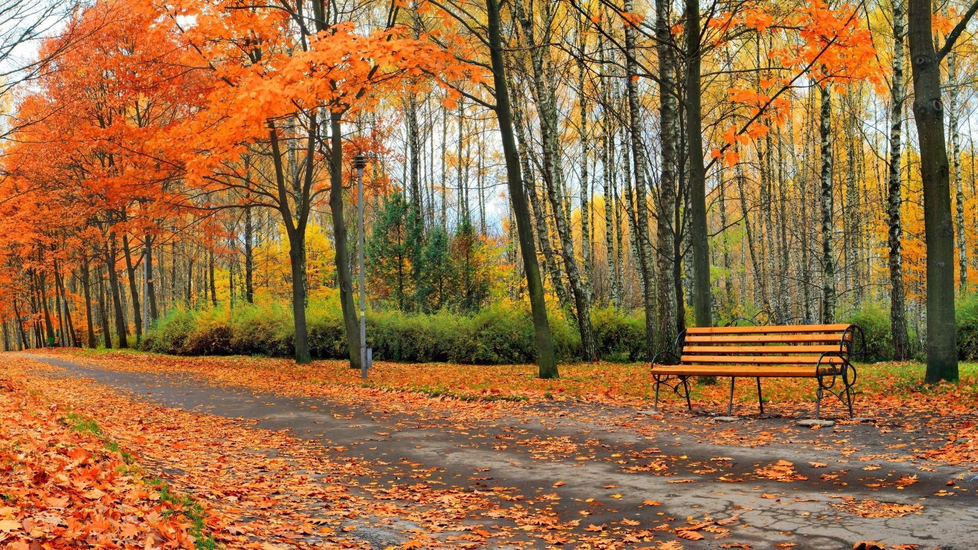 grove, grass, bench, leaf, 1080P, park, landscape, forest, autumn, trees, path, branch, woodland, deciduous, tree, sunlight, HD Wallpaper