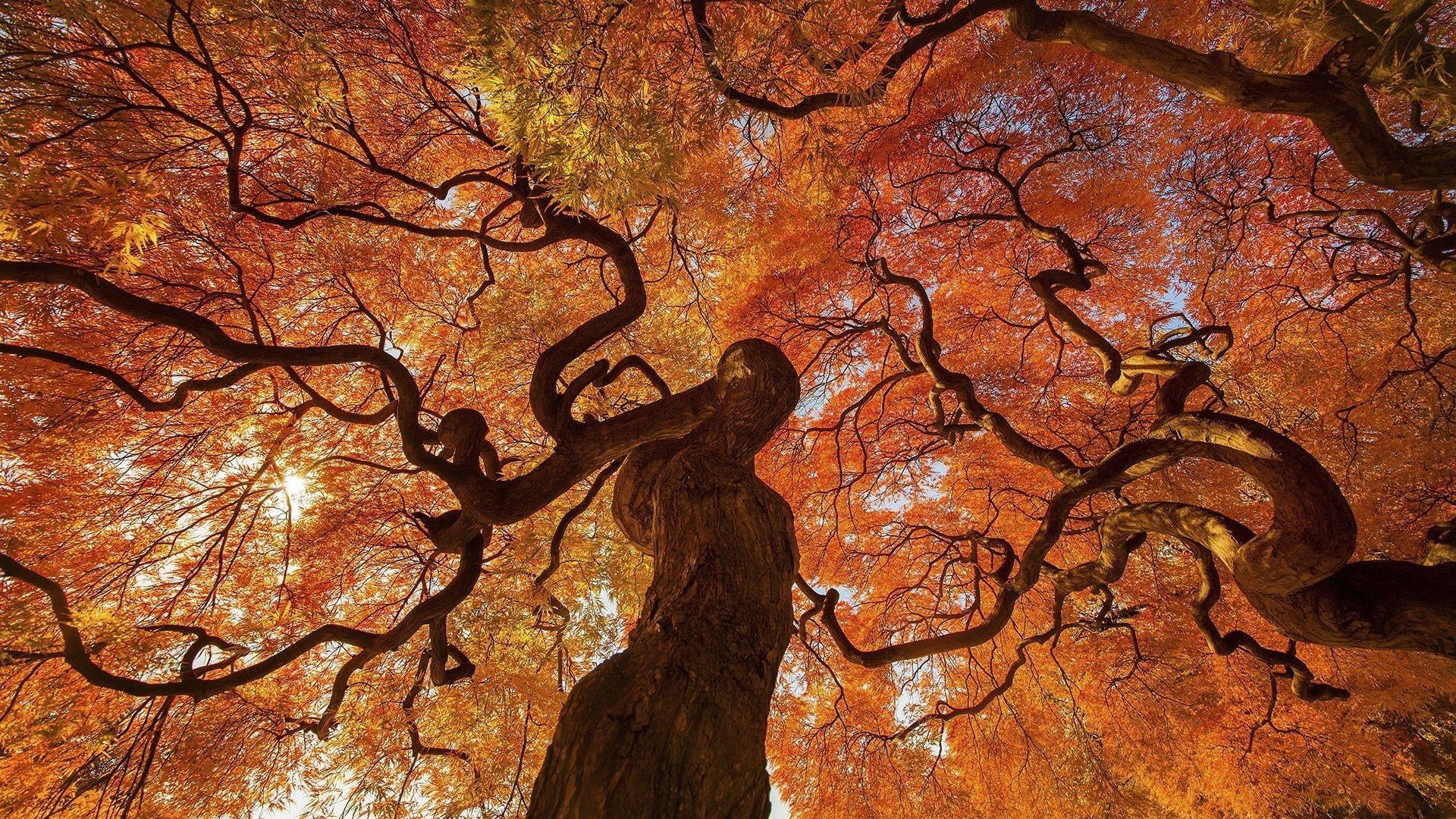 bark, day, branch, foliage, tranquility, plant, 1080P, change, deciduous, land, scenics - nature, bare tree, wood, leaf, autumn, nature, orange color, HD Wallpaper