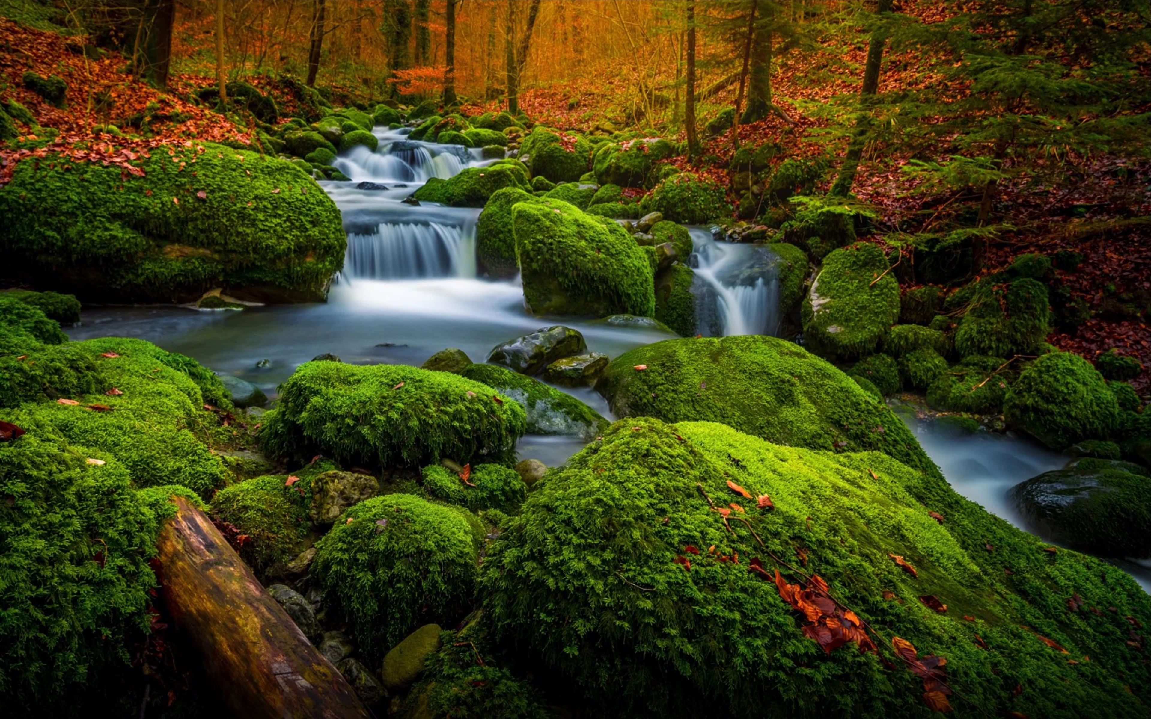 power in nature, river, rock - object, photo, rainforest, nature, water, stream - flowing water, no people, rocks, plant, hd, beauty in nature, flowing, HD Wallpaper