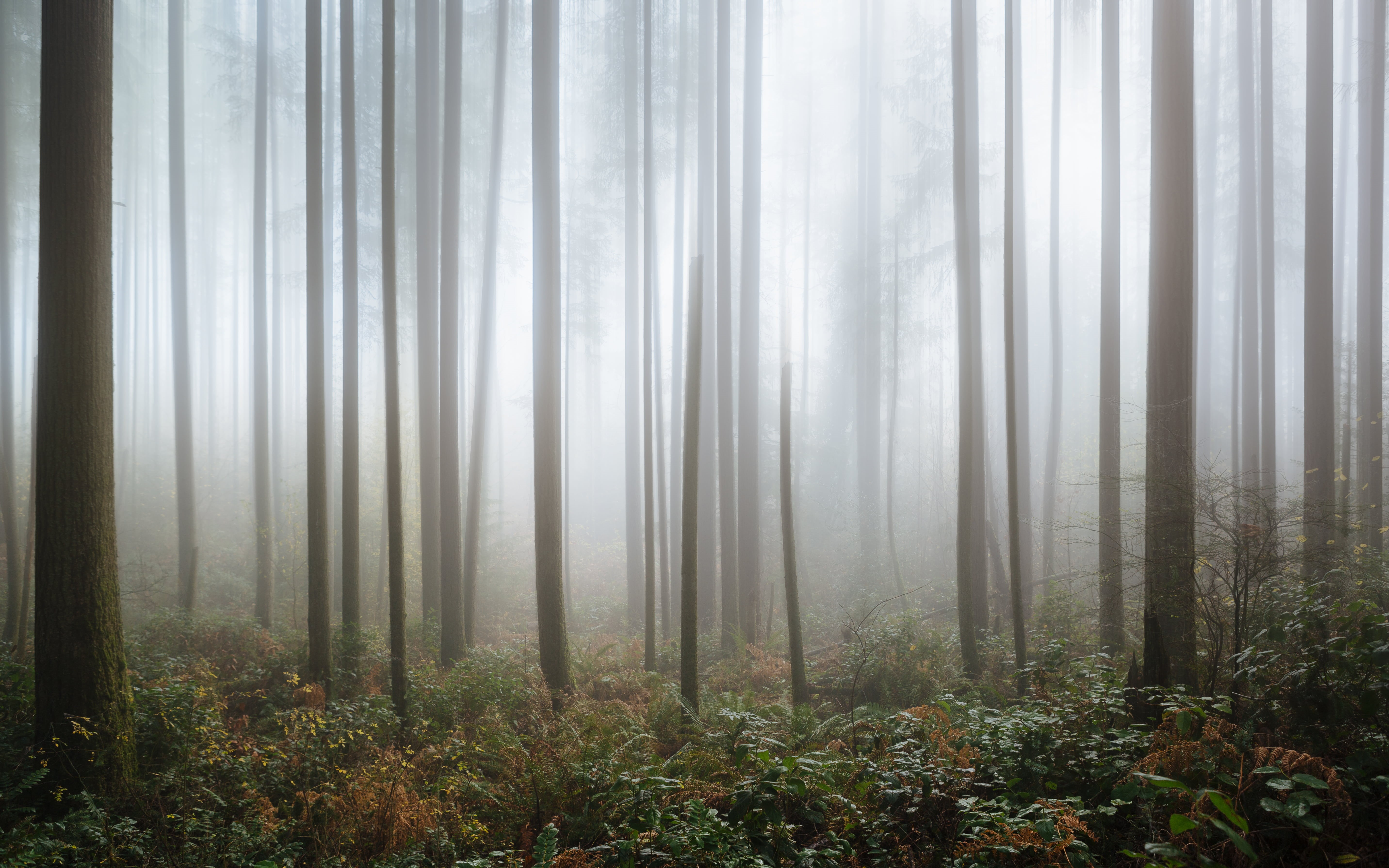 covered, mist, plant, f/2, woodland, nature, leaf, 5K, john, washington, Canon EF, tree, landscape, Pacific Northwest, Theater, fogs, westrock, Issaquah, HD Wallpaper