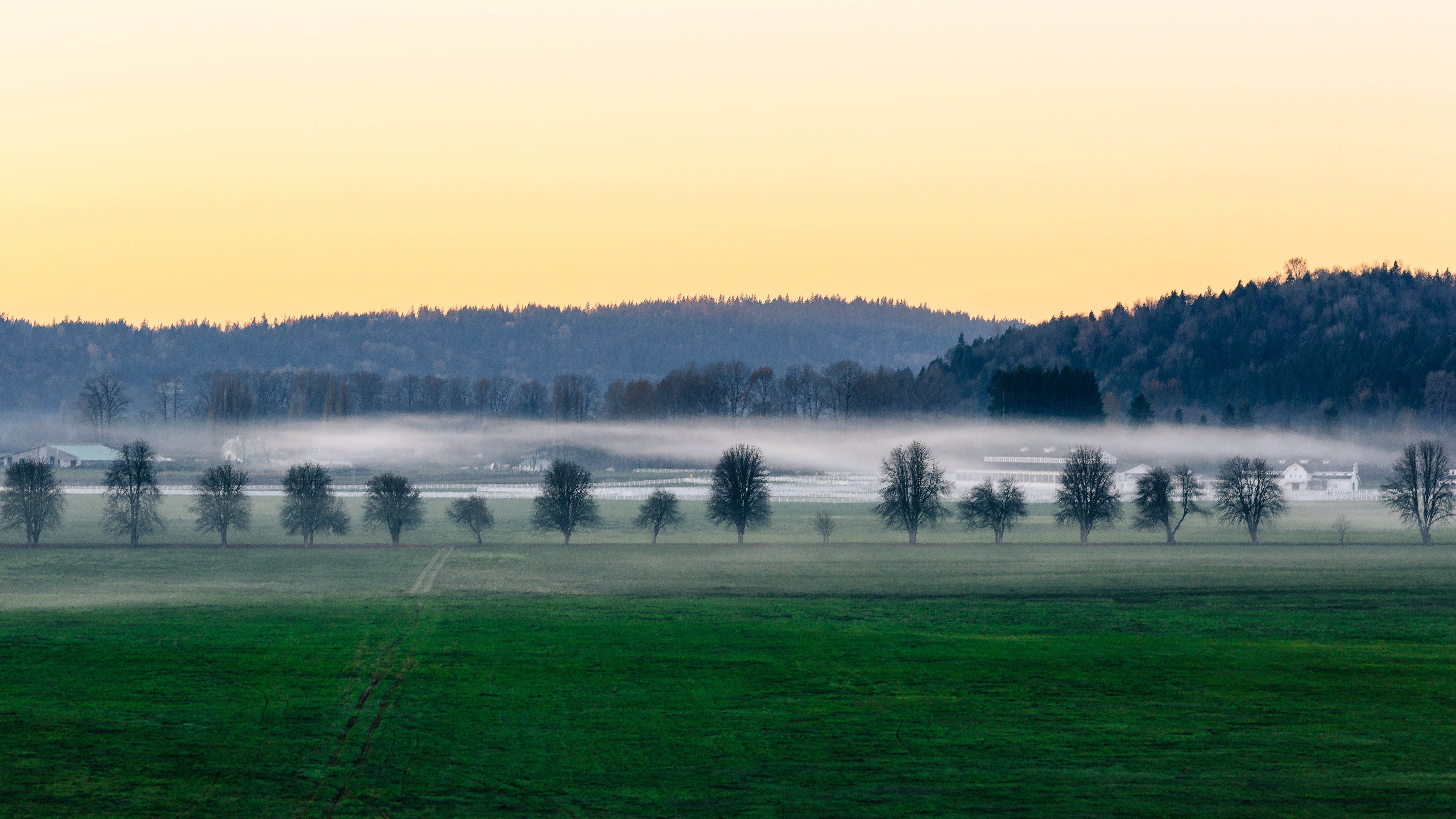 washington, sunset, morning, middle, pine trees, john, rural Scene, nature, field  farm, yellow, tree, mist, grassfield, landscape, Canon EOS 5D Mark III, HD Wallpaper