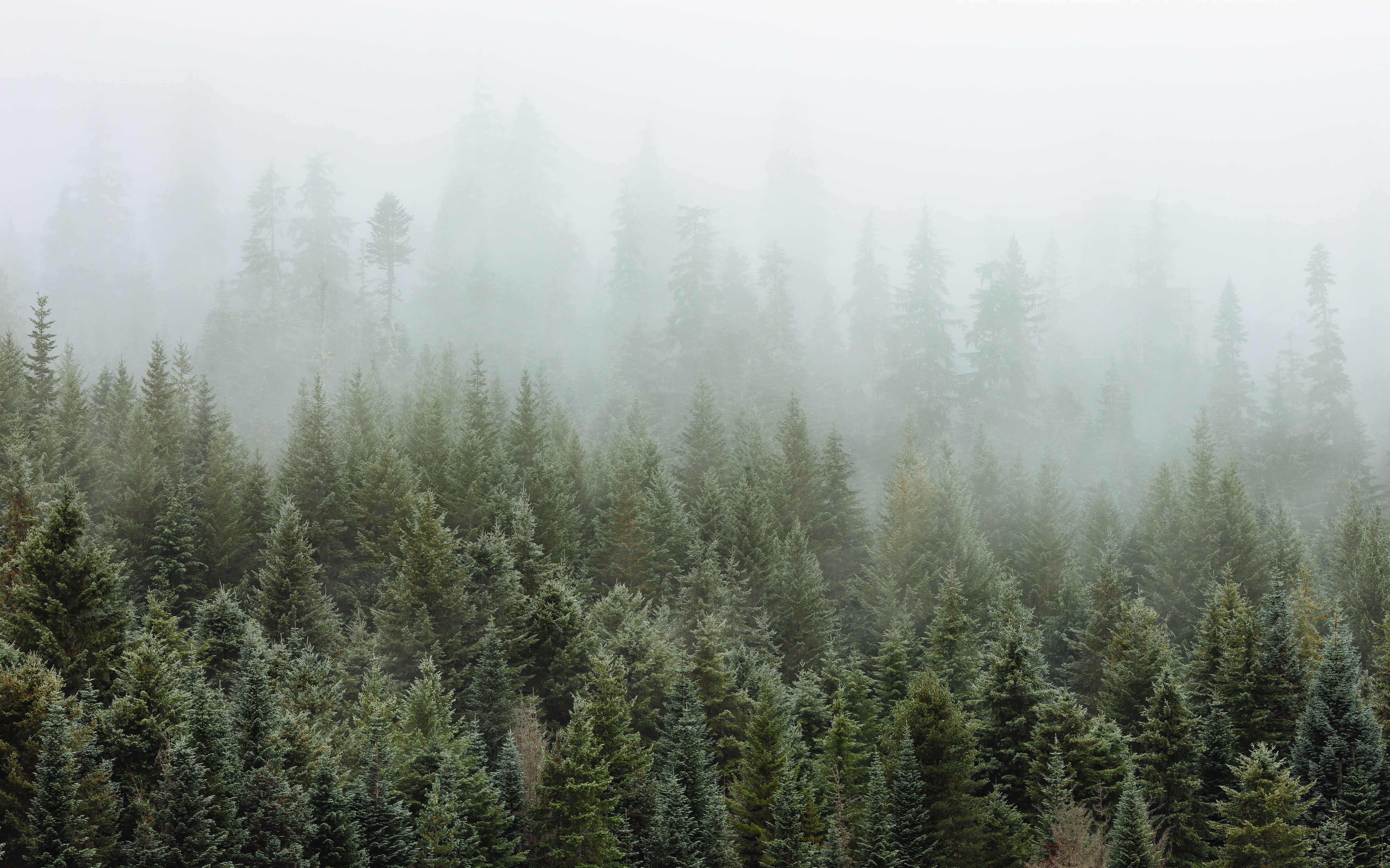 trees, landscape, Canon EOS 5D Mark III, westrock, beauty In Nature, washington, foggy, 5K, 2L, tree, woodland, Pacific Northwest, nature, white, Gold Creek, HD Wallpaper