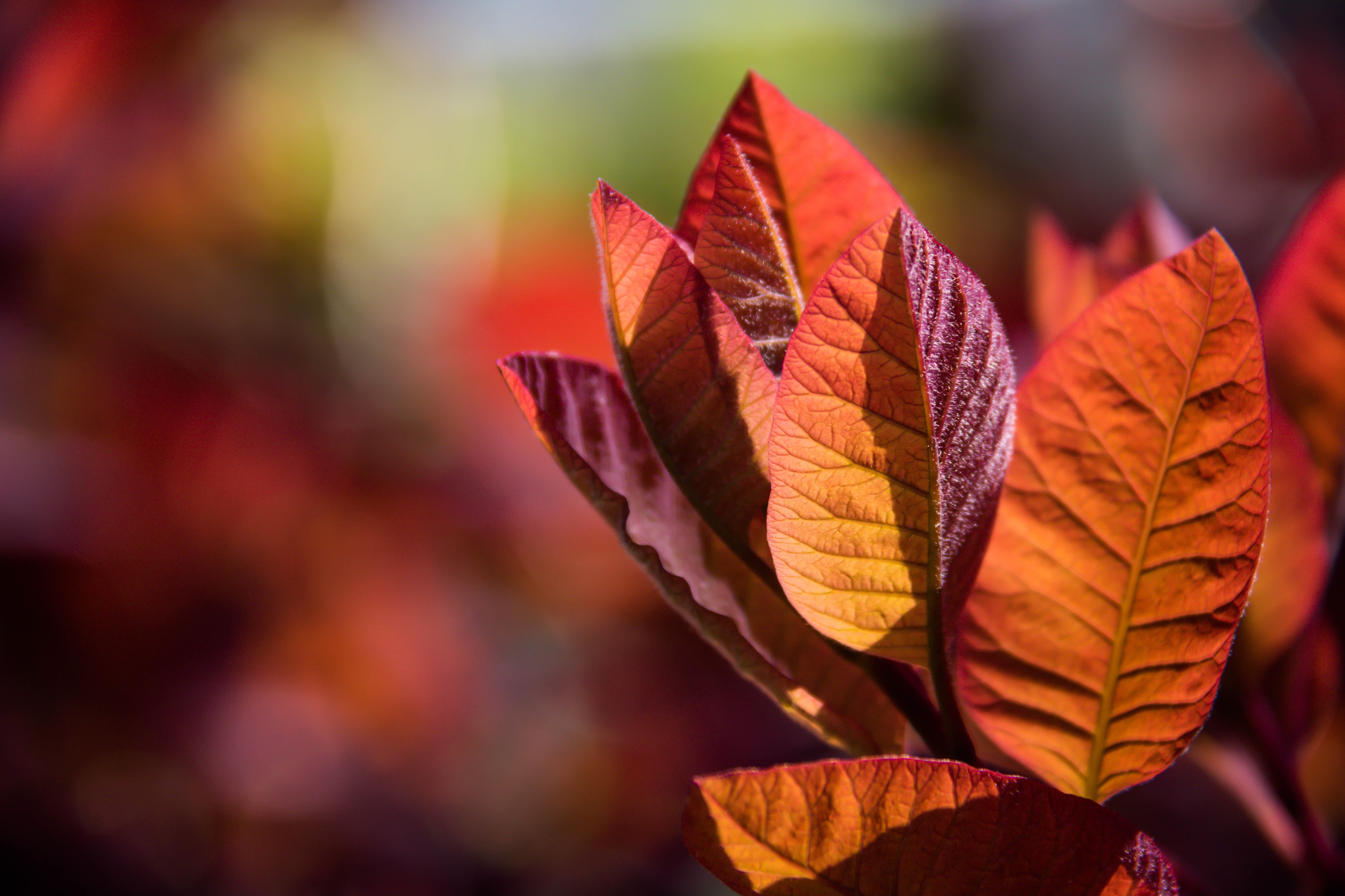 close-up, iso_speed, 760d, autumn, geo:location, yellow, maroon, Malmö, mm, tree, canon  camera, lens, Autumn leaves, red, focal_length, public garden, HD Wallpaper