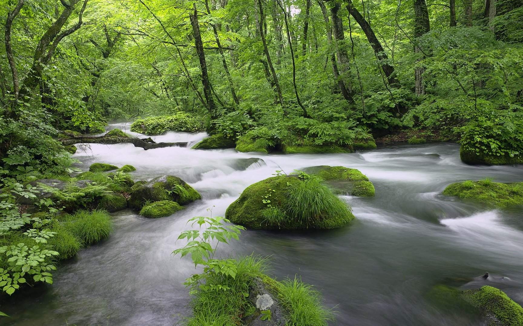 landscape, nature, spring, forest, leaves, 720P, HD Wallpaper