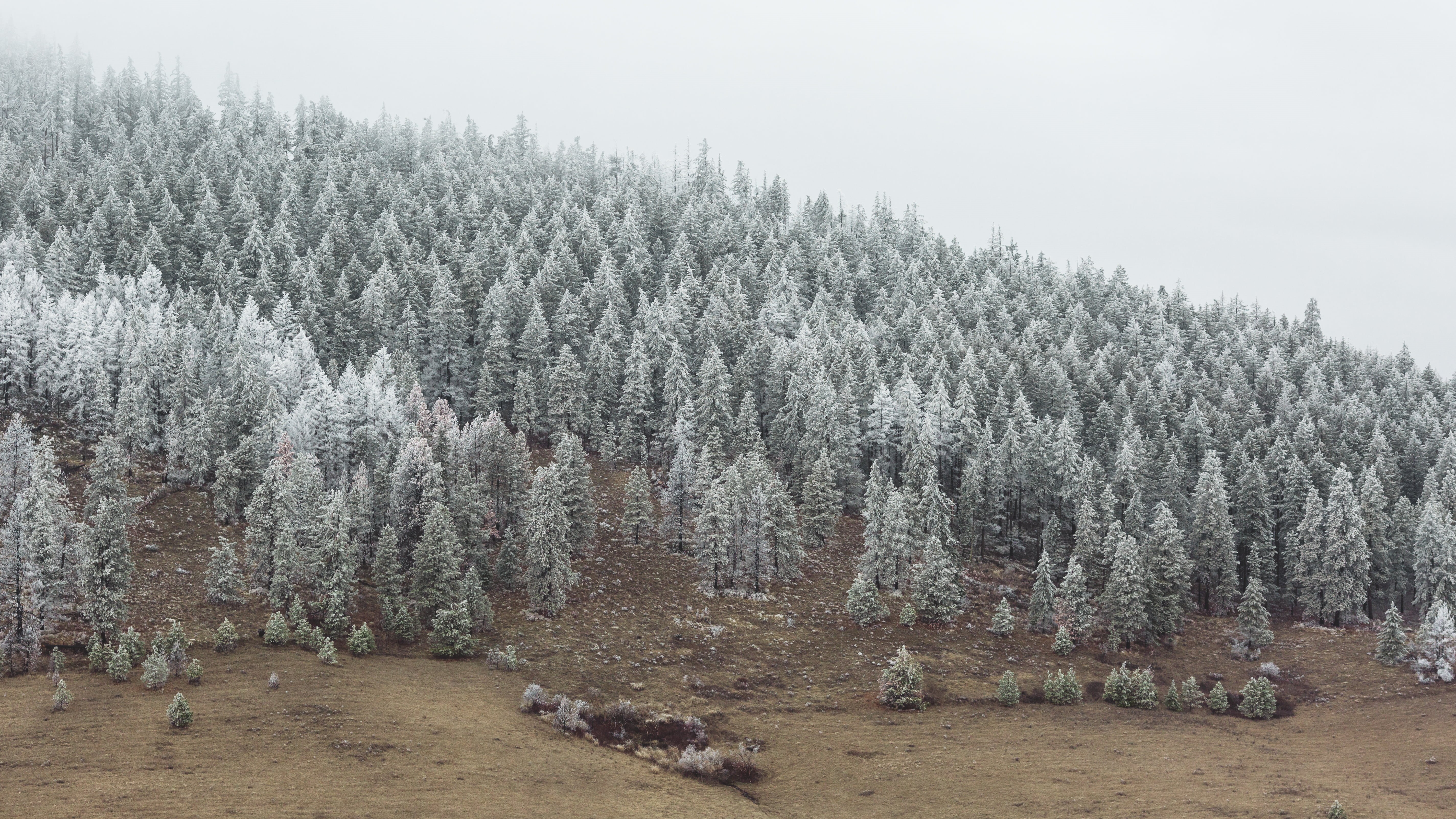 winter, scenery, westrock, snowy, tree, Pacific Northwest, mountain, frost, snow, 5K, USM, season, Canon EOS 5D Mark III, pine tree, outdoors, cold - Temperature, HD Wallpaper