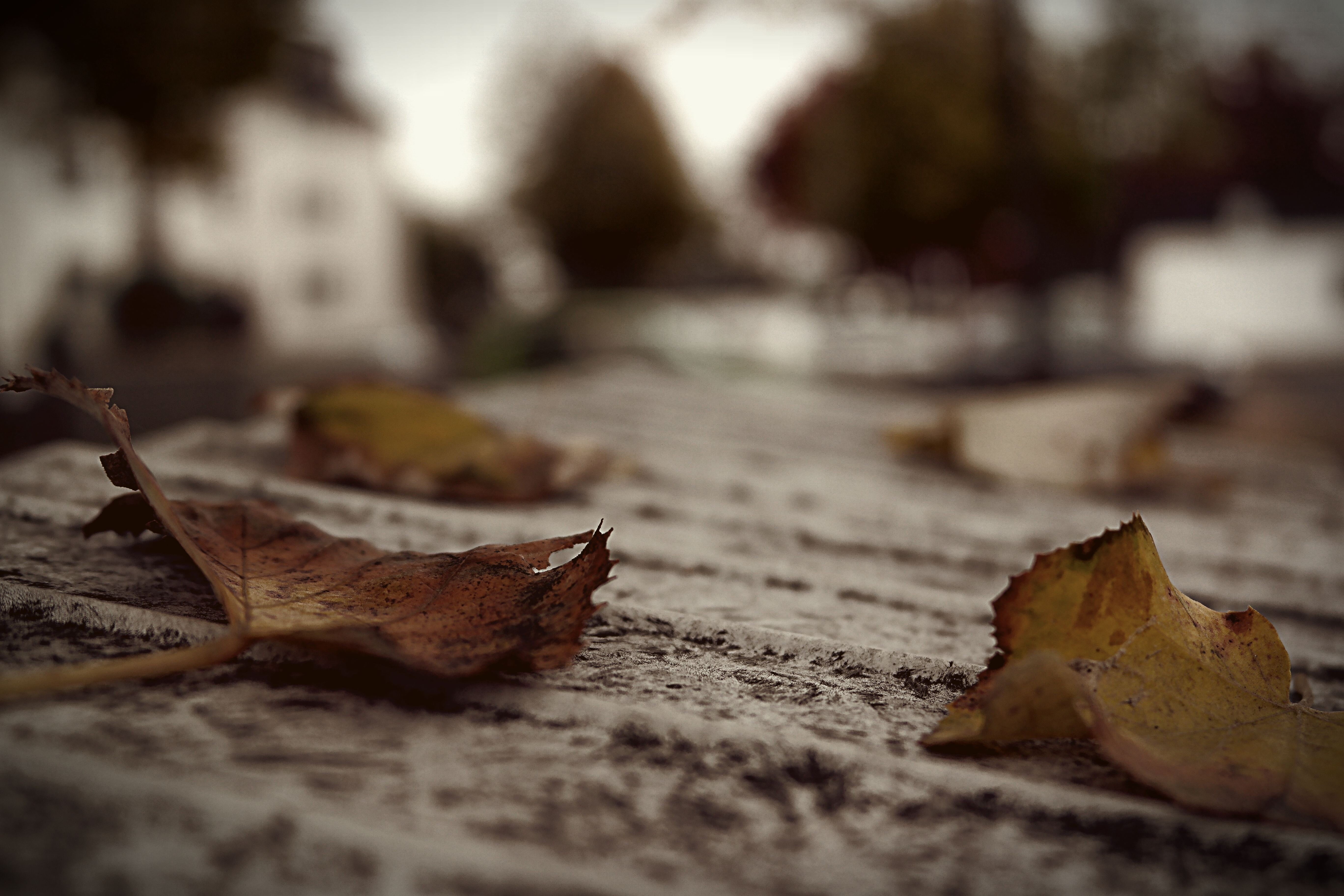macro, floor, land, colors, no People, season, forest, selective focus, day, falling, abstract, surface level, gold Colored, pattern, close-up, color Image, HD Wallpaper