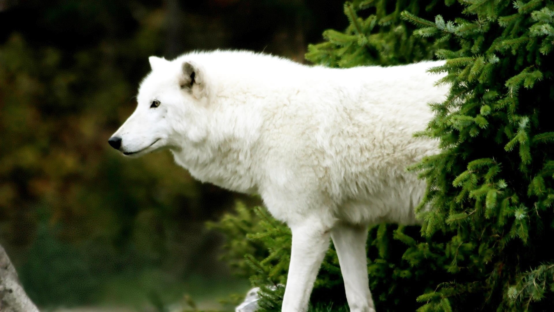 mammal, domestic animals, outdoors, day, wolf, vertebrate, focus on foreground, mammals, plant, land, animal, nature, one animal, white, animals in the wild, HD Wallpaper