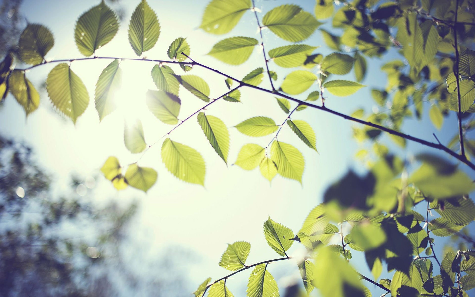 sky, macro, focus on foreground, branch, tree, sunny, tranquility, nature, green, beauty in nature, sunlight, blurred, low angle view, leaf, 1080P, bokeh, HD Wallpaper