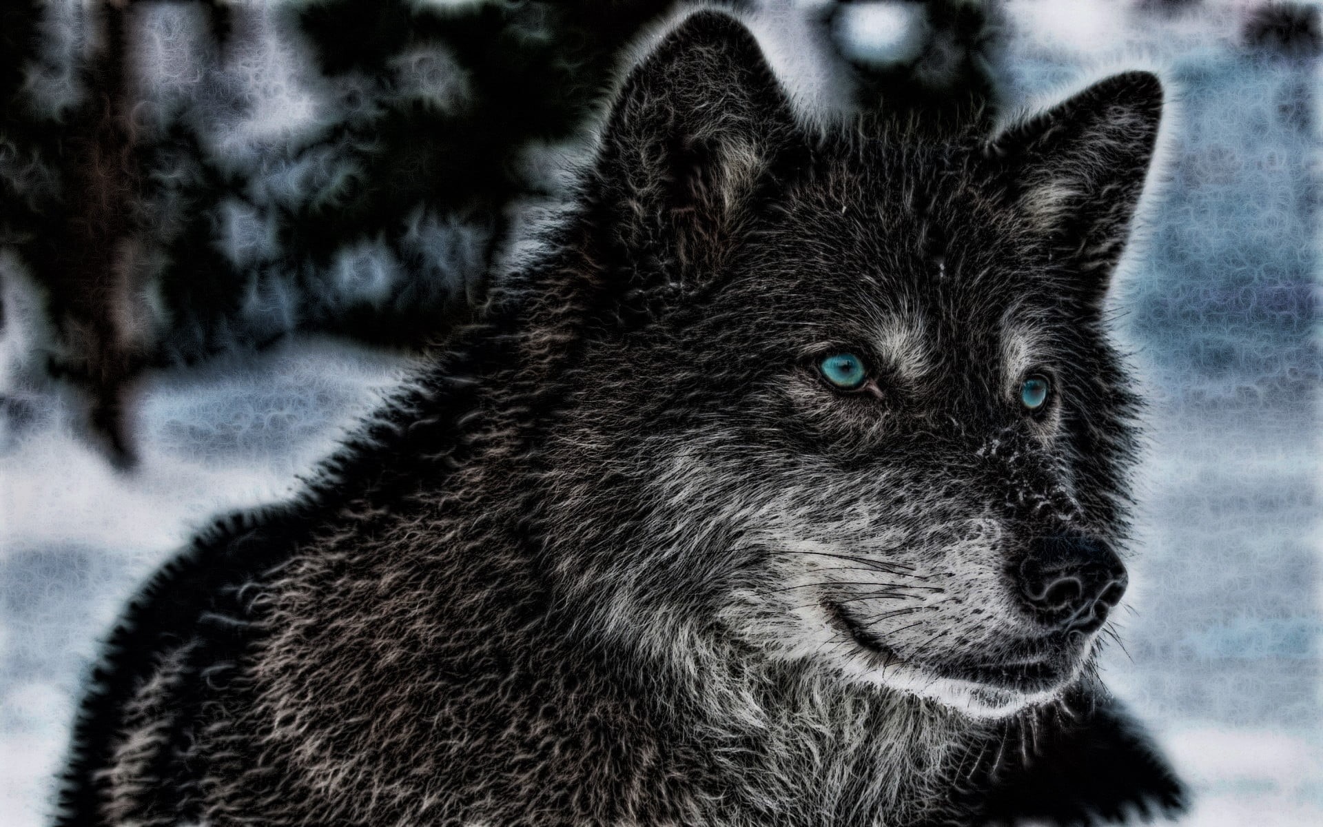animal, wildlife, animal themes, 1080P, animal head, no people, domestic animals, animal body part, animals, one animal, close-up, mammal, nature, looking, HD Wallpaper