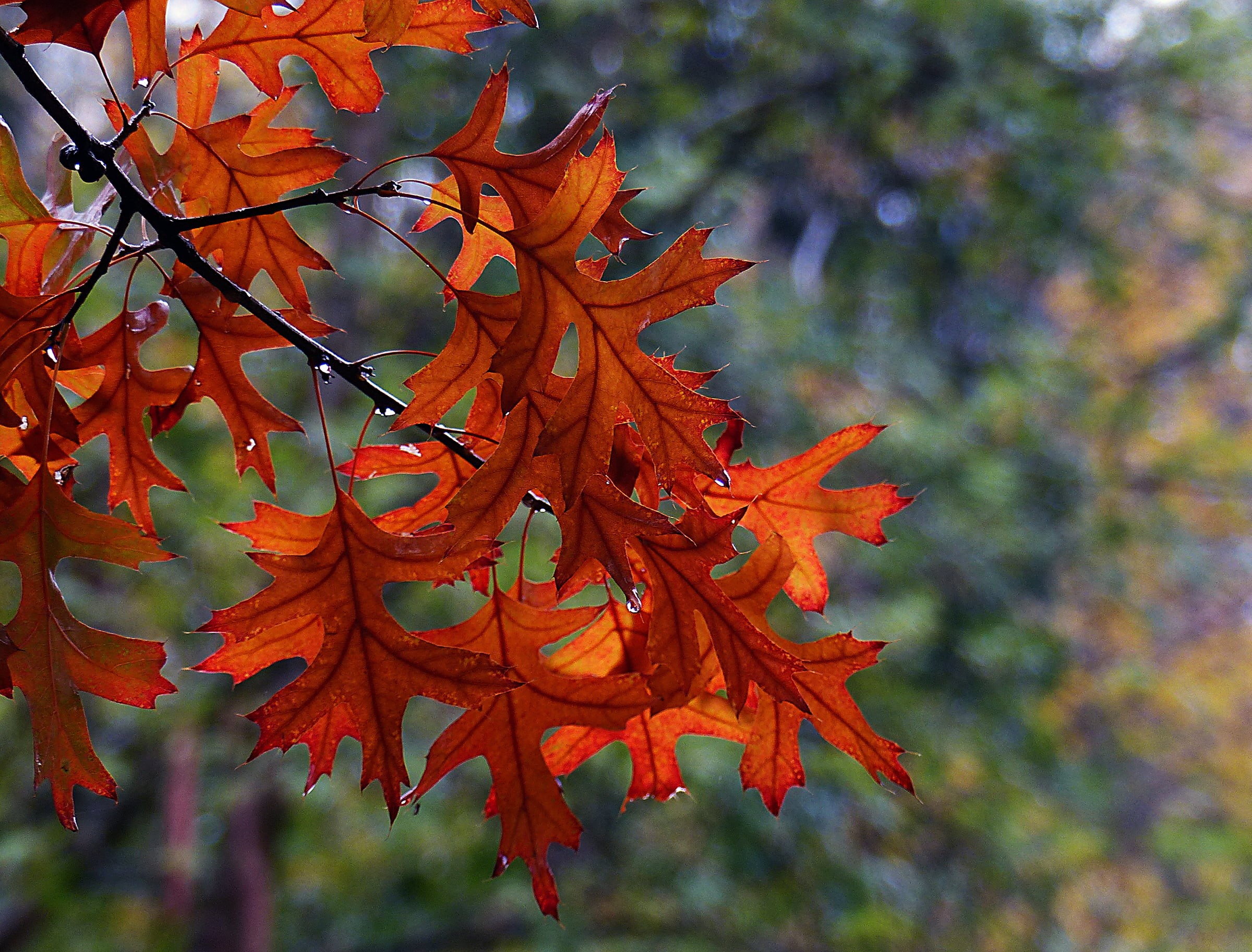 Public Domain, Coloured, 1080P, maple, Leaves, october, season, photos, red maple, Dedication, forest, outdoors, photo, Autumn, Pin, Lumix FZ200, orange Color, HD Wallpaper