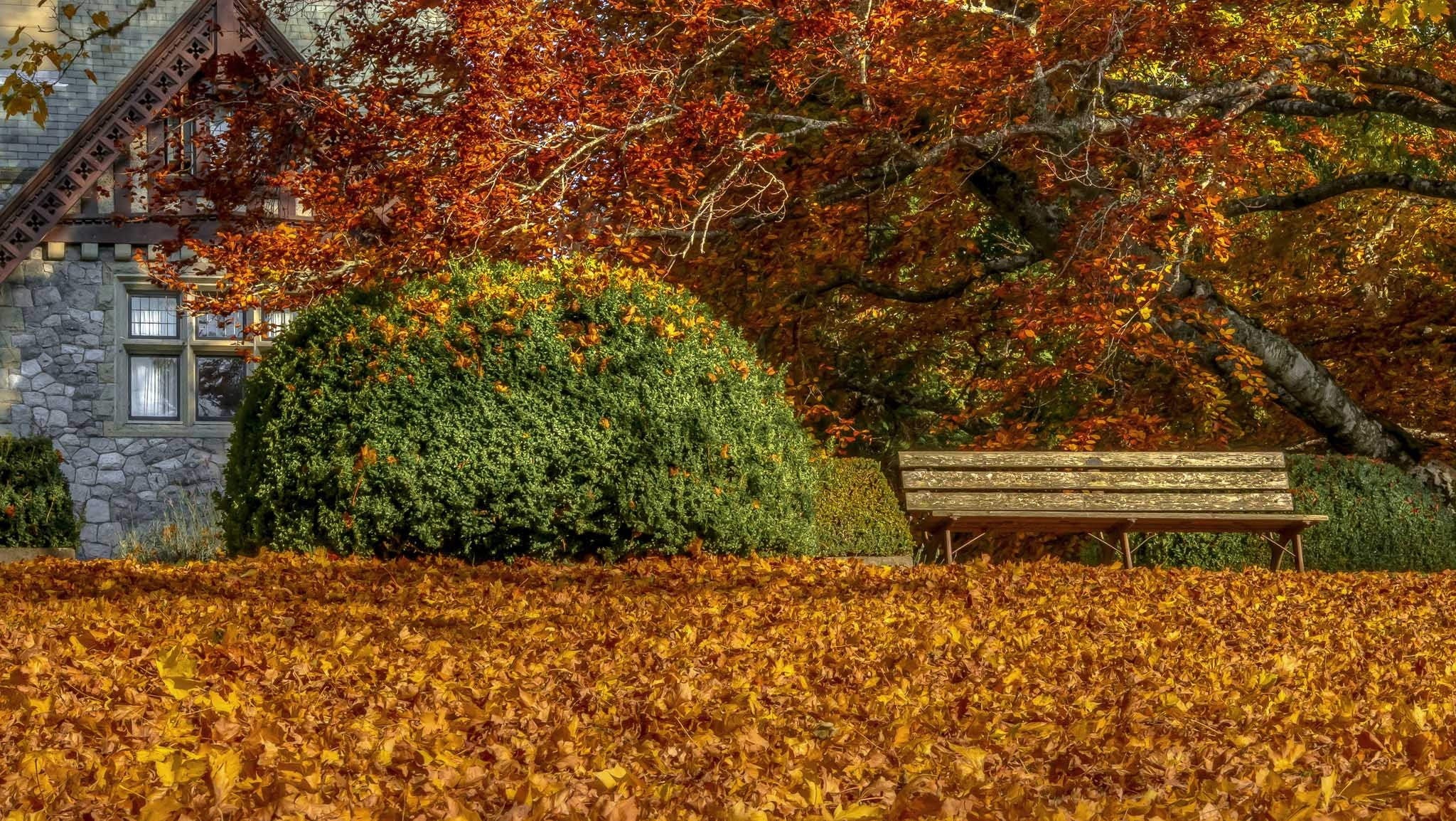 1080P, autumn, no people, nature, leaves, area, brown, growth, red, beauty in nature, rug, outdoors, plant part, park, architecture, tranquility, fall, HD Wallpaper