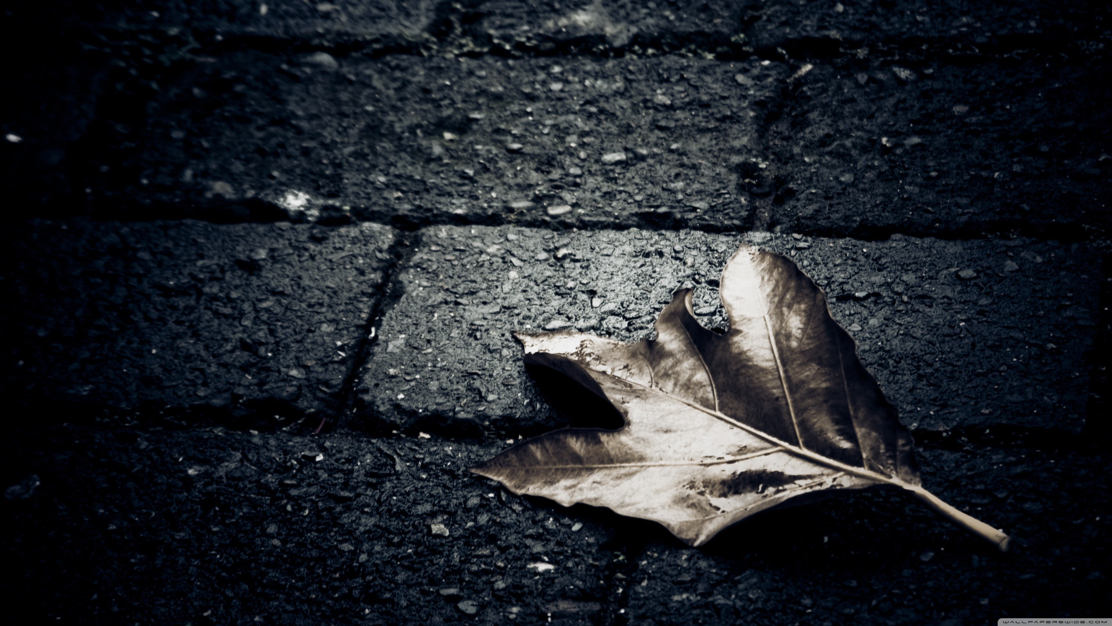 fragility, black Color, nature, macro, stones, dirty, 4K, vulnerability, autumn, falling, high angle view, gray, close-up, paving stone, selective focus, HD Wallpaper
