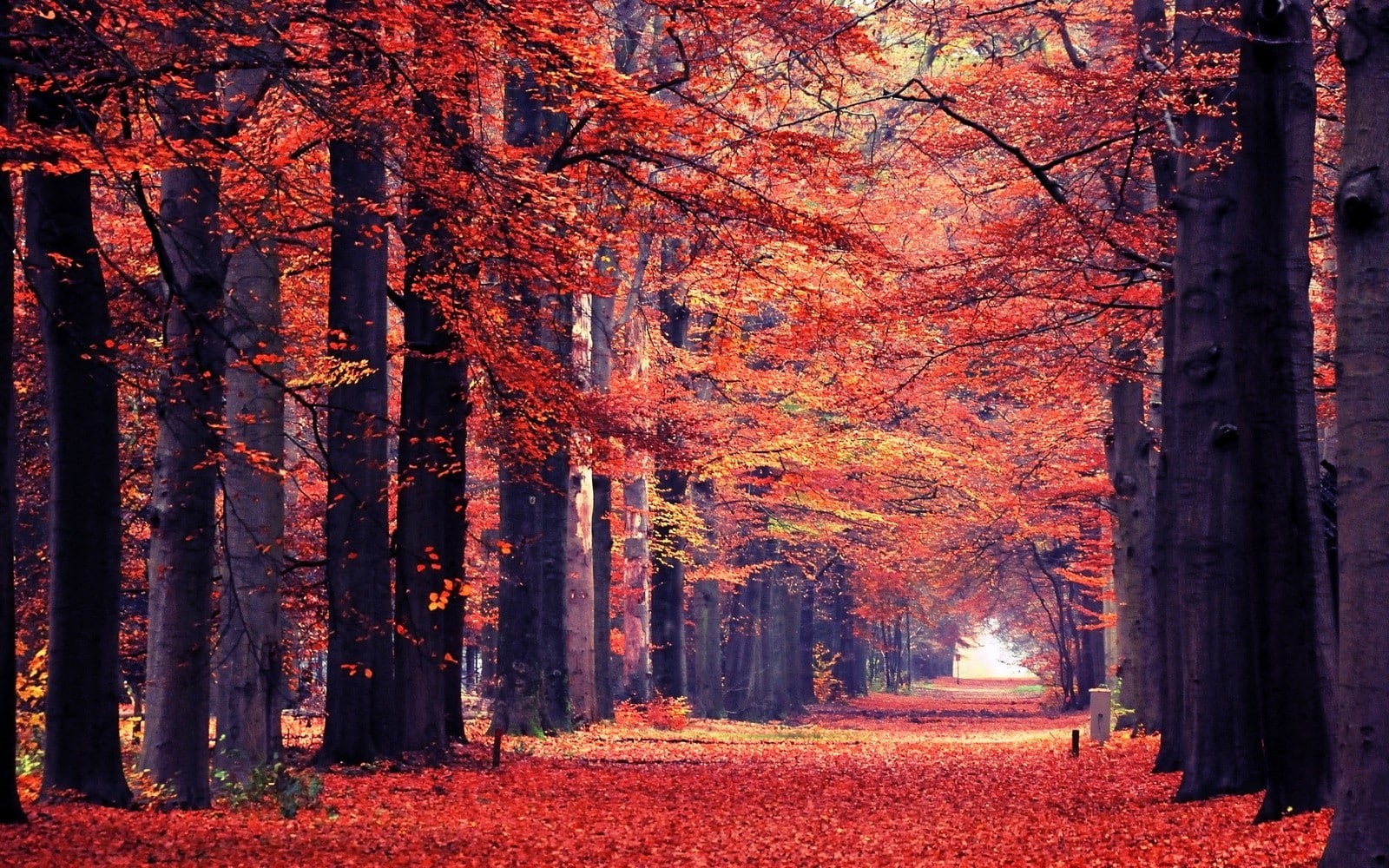 beauty in nature, leaf, growth, orange color, no people, tranquil scene, tree trunk, land, trees, 720P, trunk, outdoors, diminishing perspective, park, HD Wallpaper