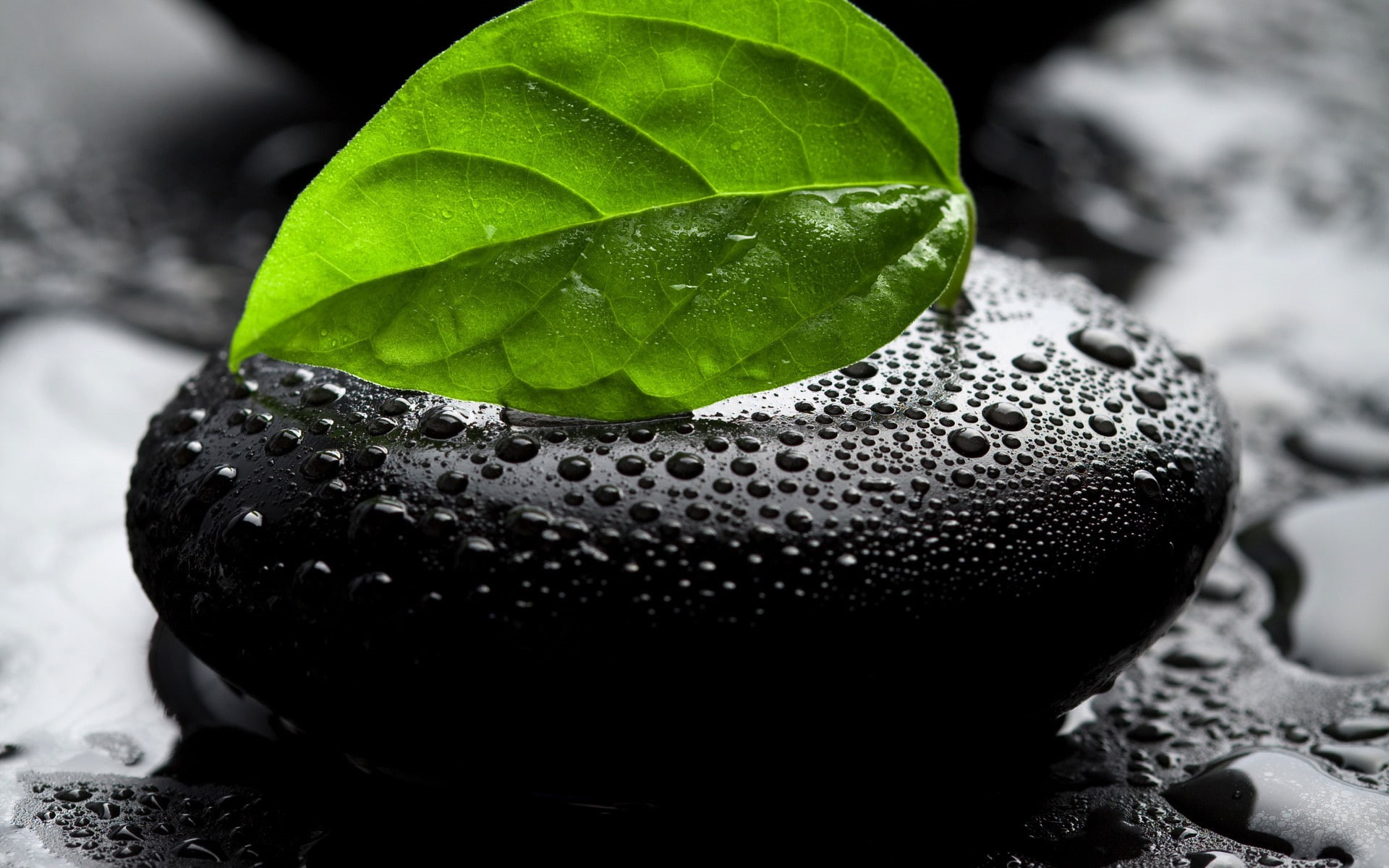 rock, water, drop, wet, leaf, stone, nature, macro, 1080P, hd, HD Wallpaper