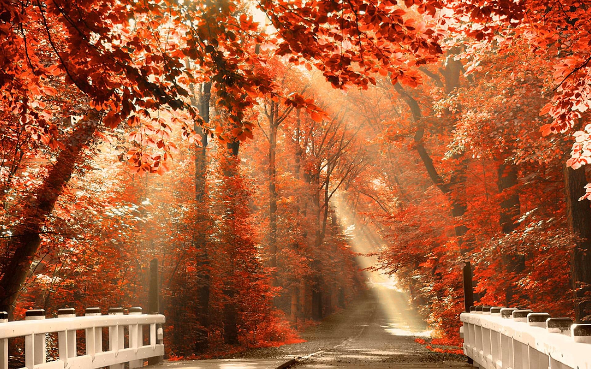 1080P, autumn, roads, forest, nature, iphone, leaves, HD Wallpaper