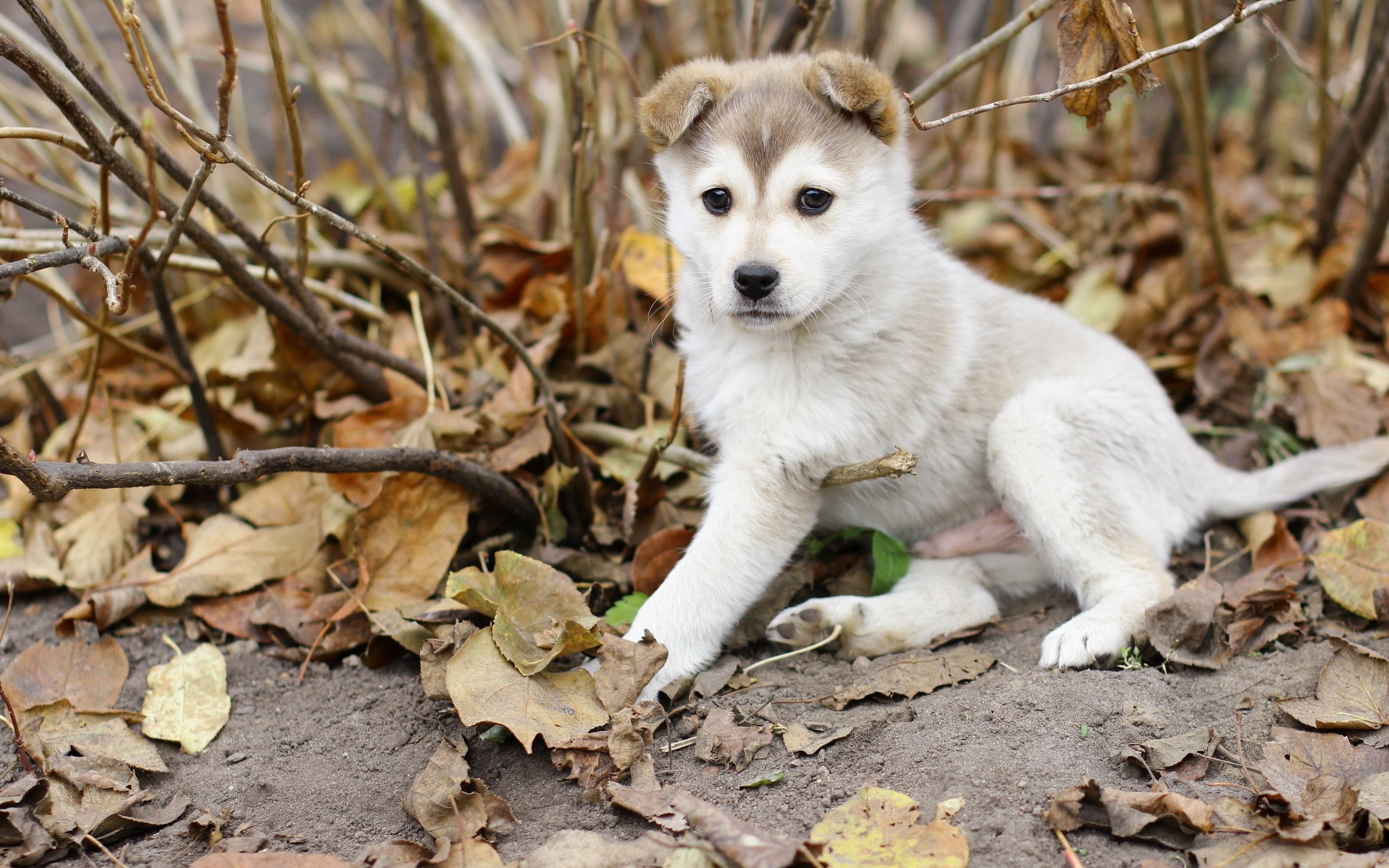Leaves, Dog, Autumn, 2K, Puppy, Husky, HD Wallpaper