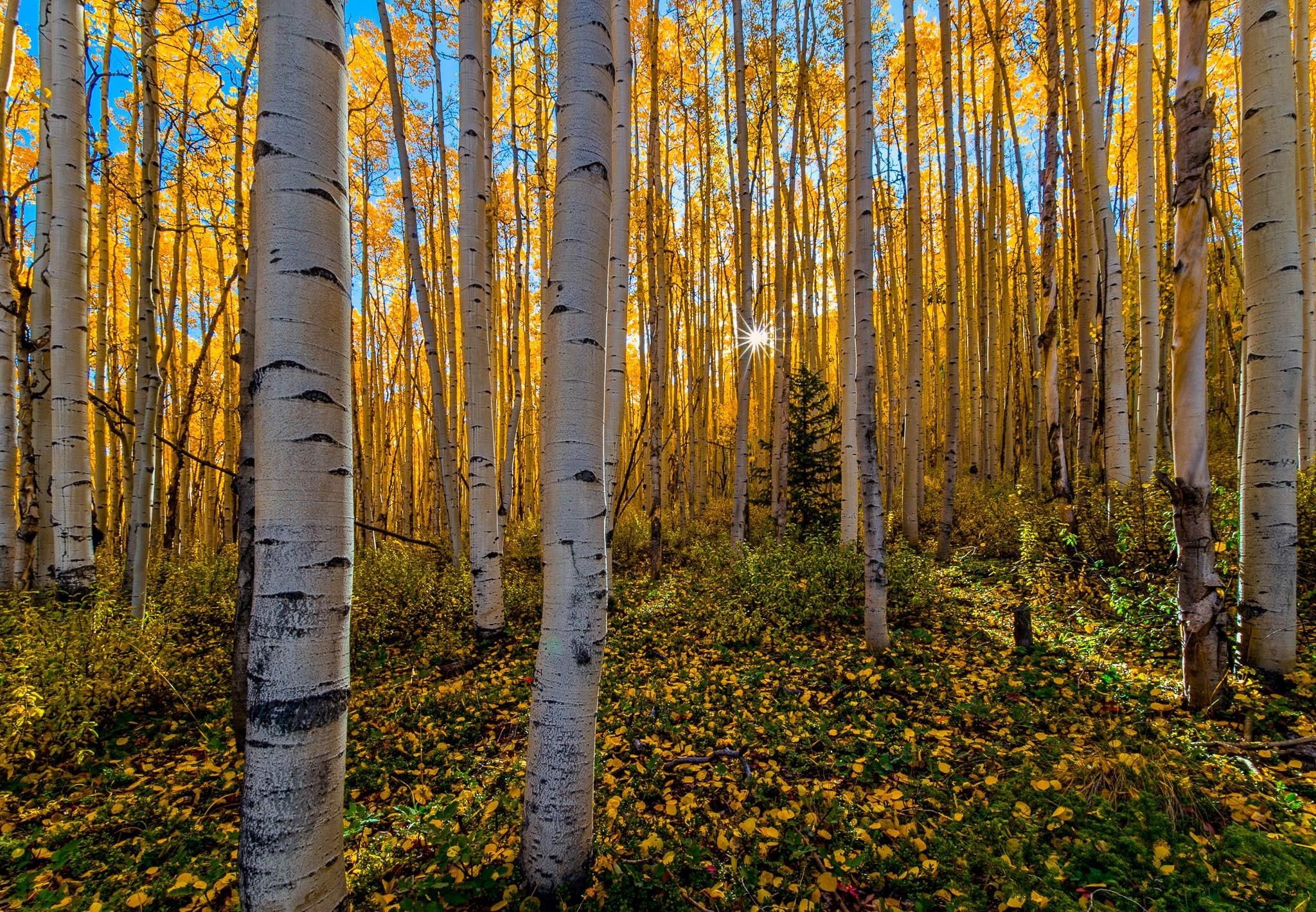 autumn, trees, forest, 1080P, gallery, nature, HD Wallpaper