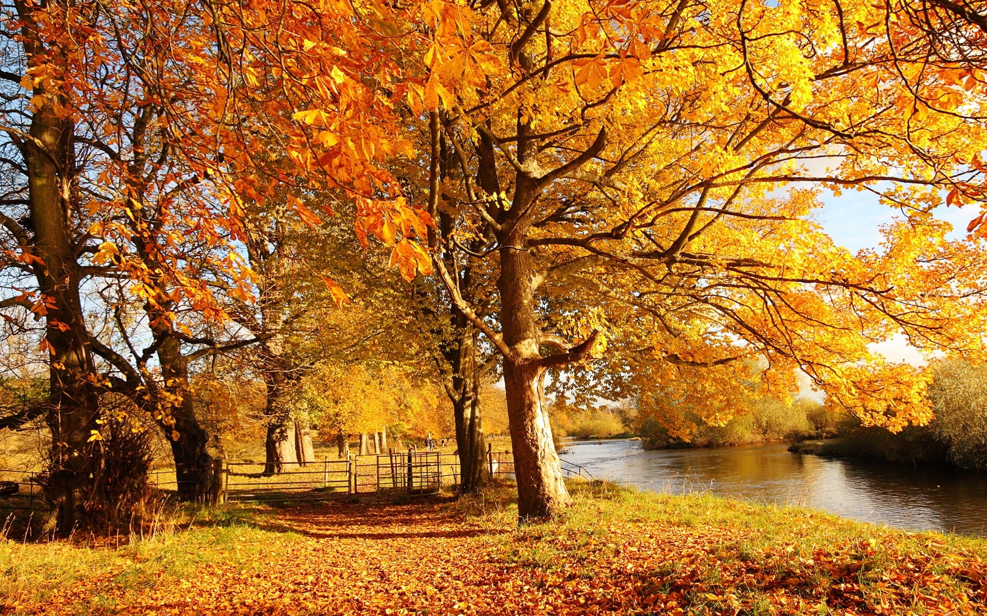Trees, River, Scotland, orange, Motherwell, Autumn, Nature, Yellow, 1080P, tree, Forest, Leaves, HD Wallpaper