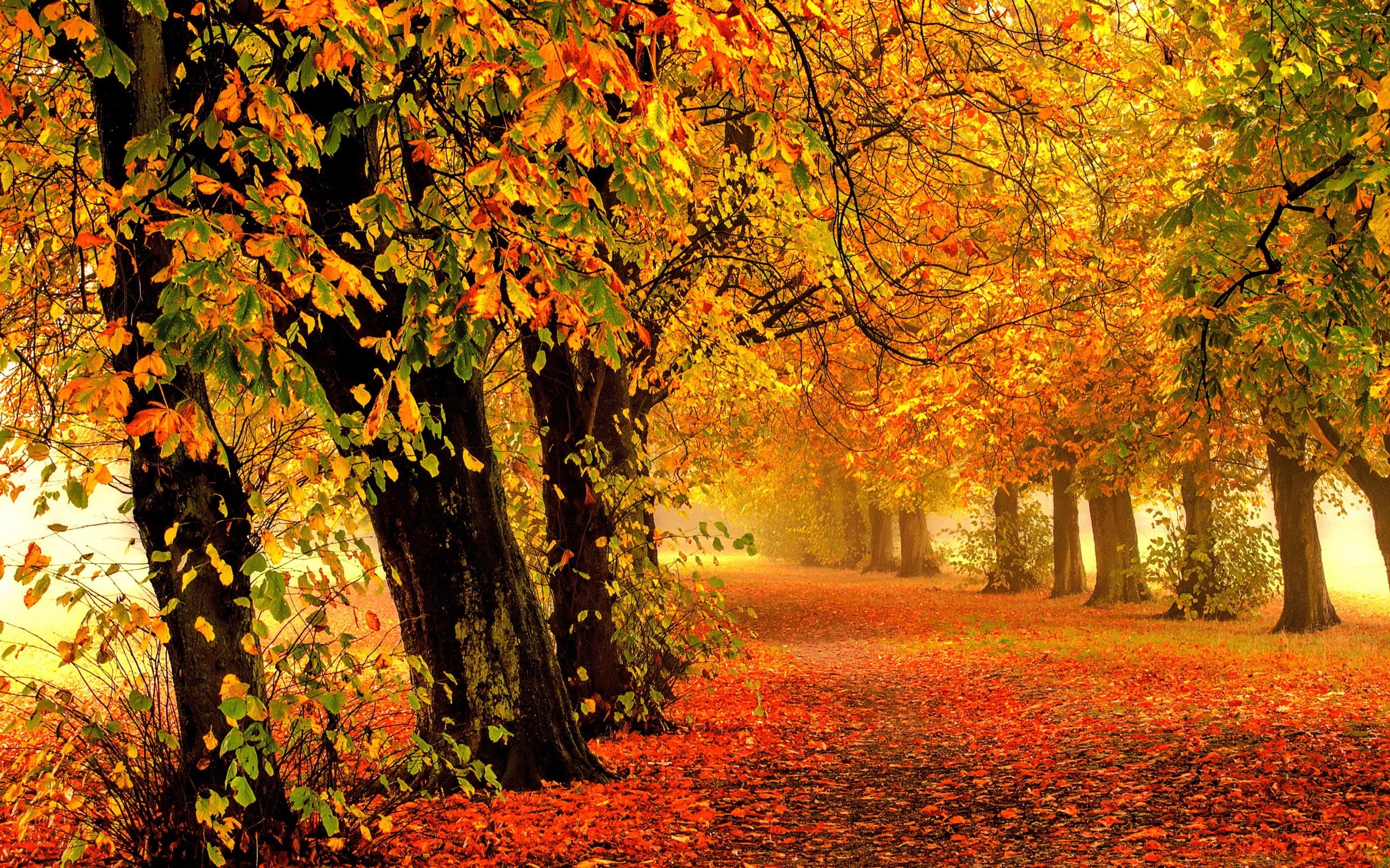 Leaves, Park, Forest, Colorful, Autumn, Trees, Nature, Road, 2K, HD Wallpaper