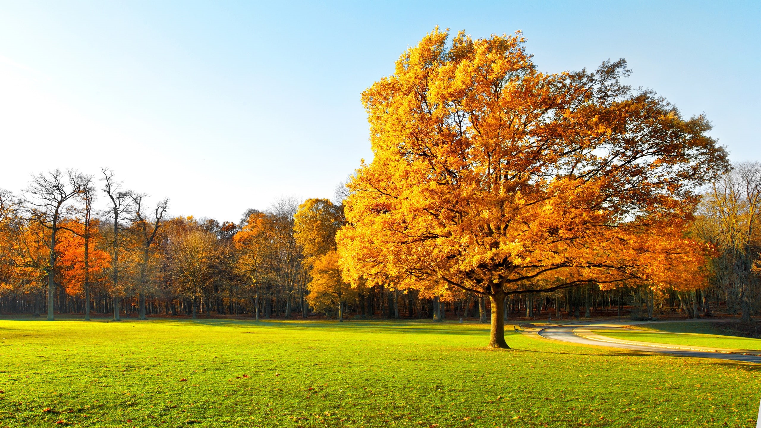Beautiful, 2K, Sunlight, Yellow, Autumn, Trees, Green, Grass, Leaves, Garden, HD Wallpaper