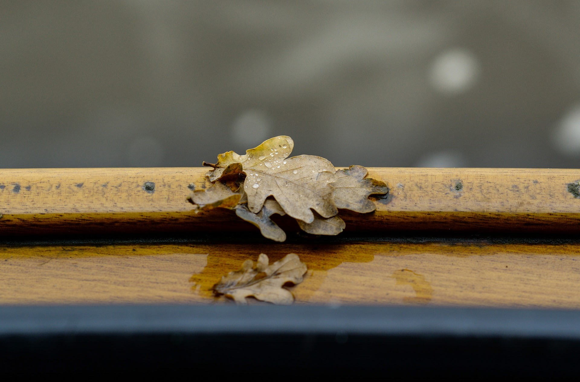 insect, animal themes, metal, focus on foreground, depth of field, still life, 1080P, wooden surface, photography, animal wildlife, close-up, selective focus, HD Wallpaper