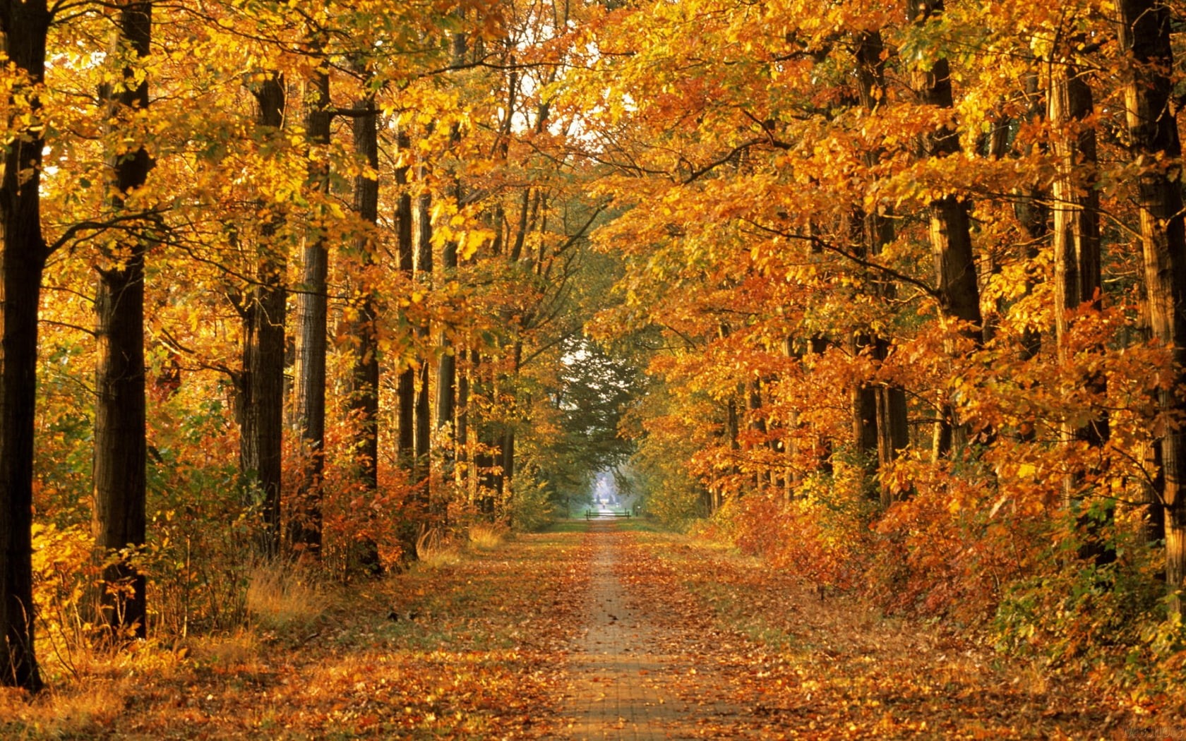 forests, leaves, season, x, autumn, roads, autumn (season), hd, nature, path, fallen, art, forest, 720P, HD Wallpaper
