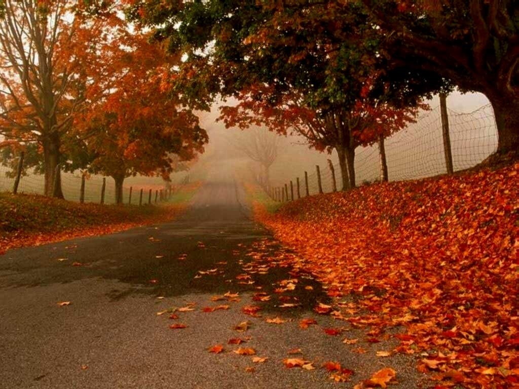red, misty, trees, fallen, fallen leaves, leaves, flame, framed, 480P, orange, road, autumn, nature, hd, HD Wallpaper