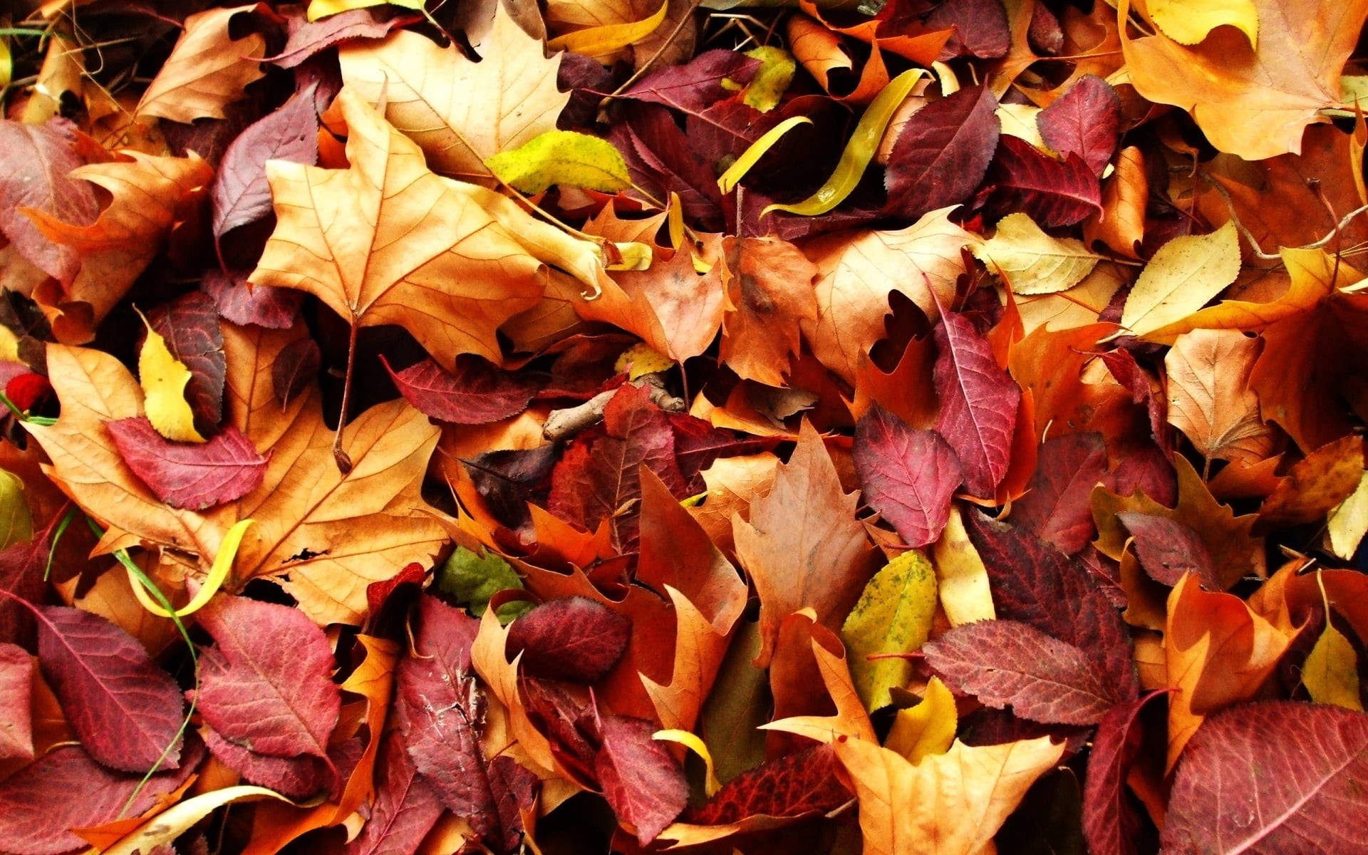 maple Tree, brown, maple, autumn, dried, plant part, wilted plant, no People, october, september, fragility, outdoors, vibrant Color, park - Man Made Space, HD Wallpaper