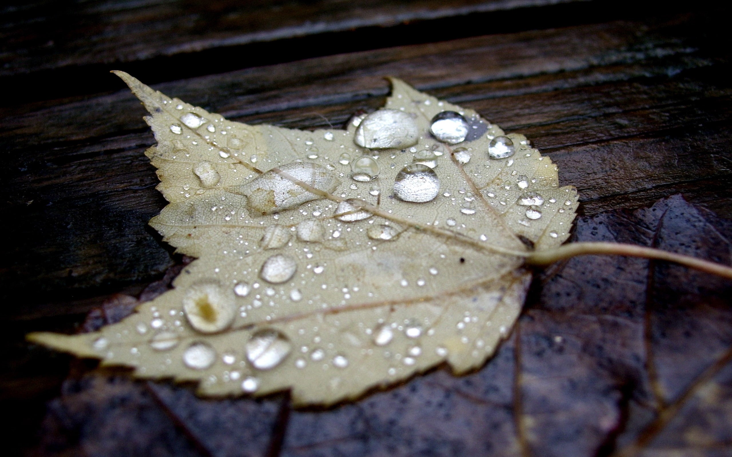 leaves, 2K, fallen, HD Wallpaper