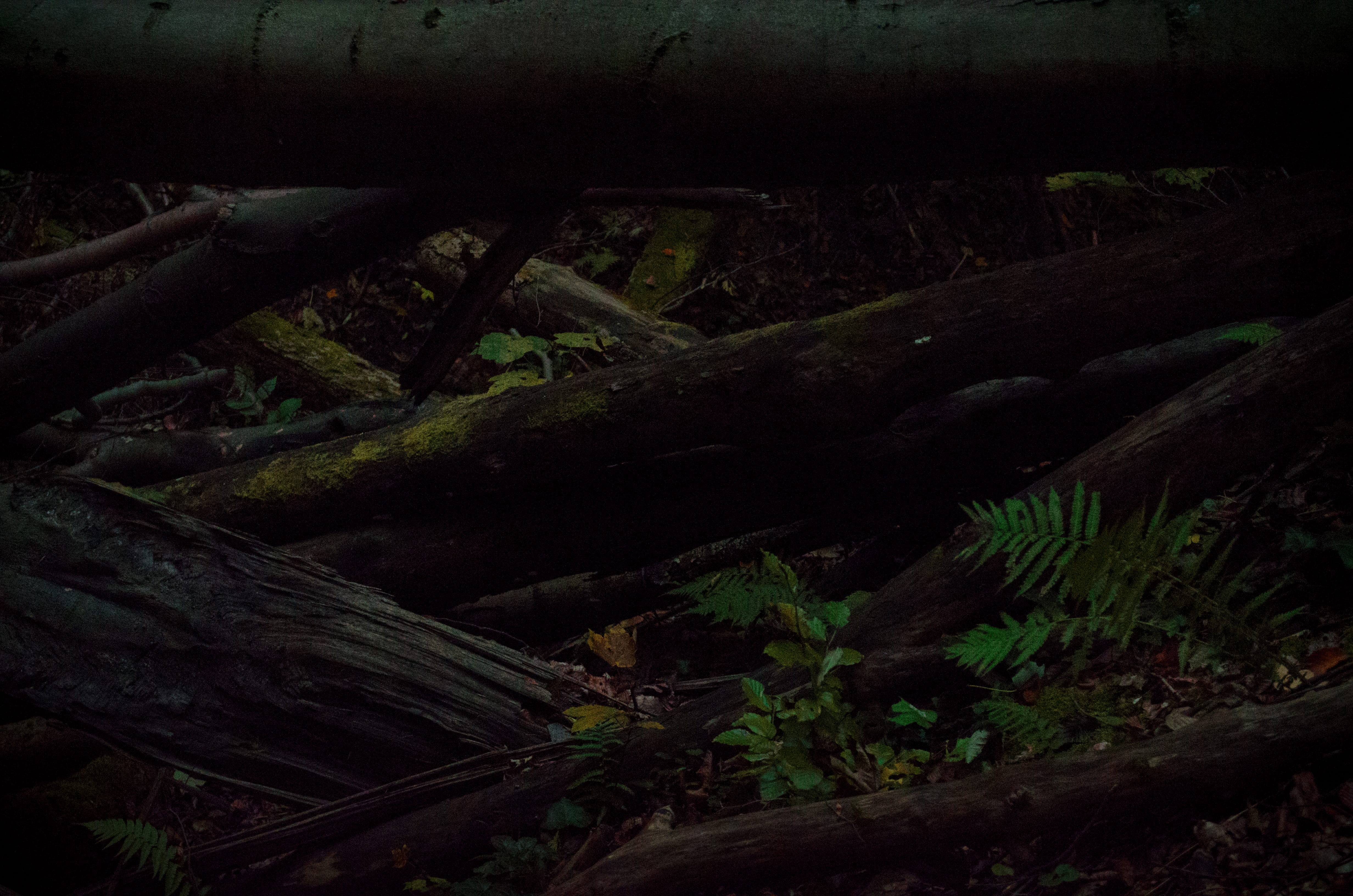 plant, branches, high angle view, nature, 4K, land, architecture, rotten wood, background, no people, dark fallen wood texture with fern leaves, log, dark, HD Wallpaper