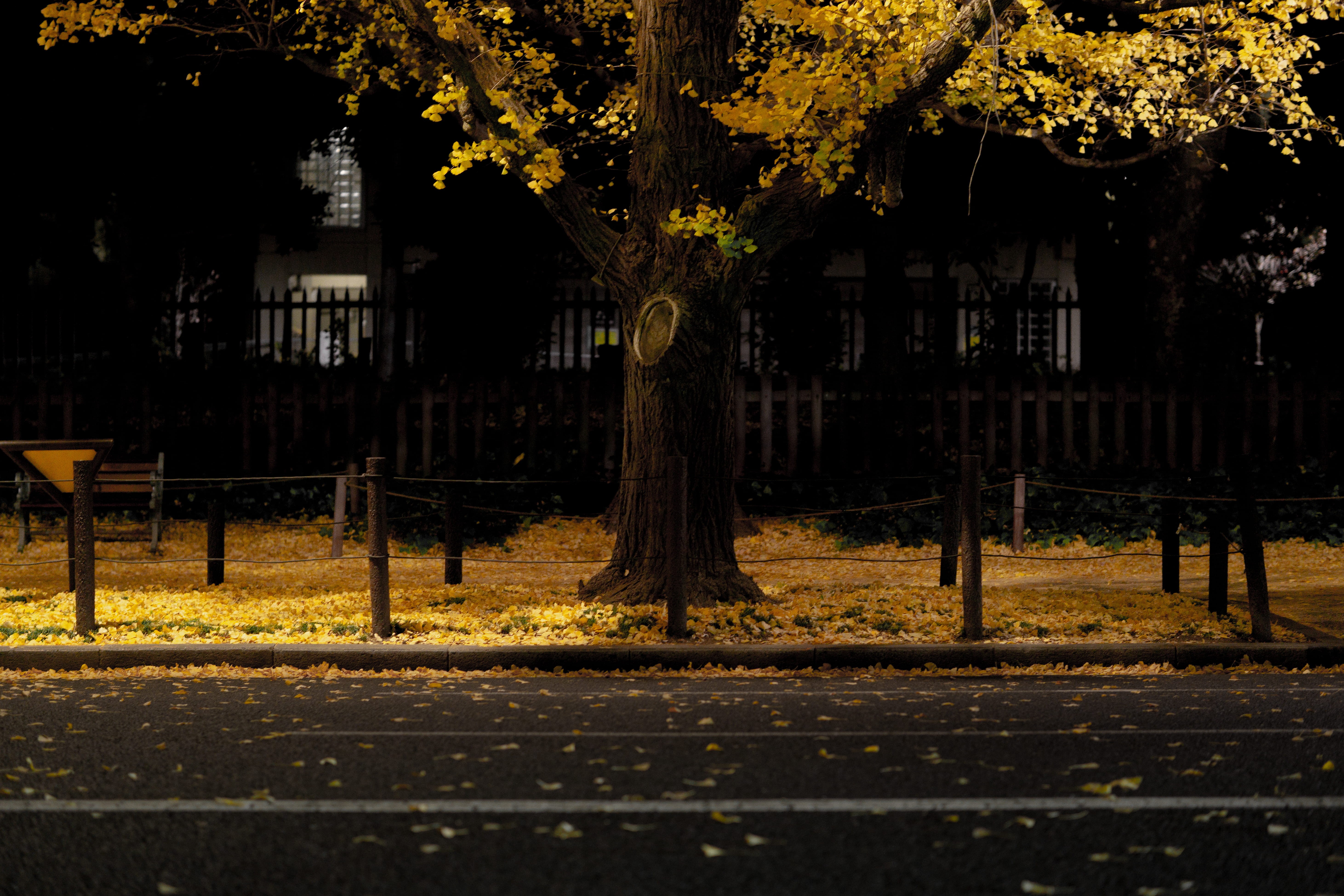 overcoat, tree trunk, road, ginkgo, walk, boundary, land, park, clothing, tree, clock tower, maple, leaves, empty, leaf, barrier, outdoors, asphalt, tarmac, HD Wallpaper