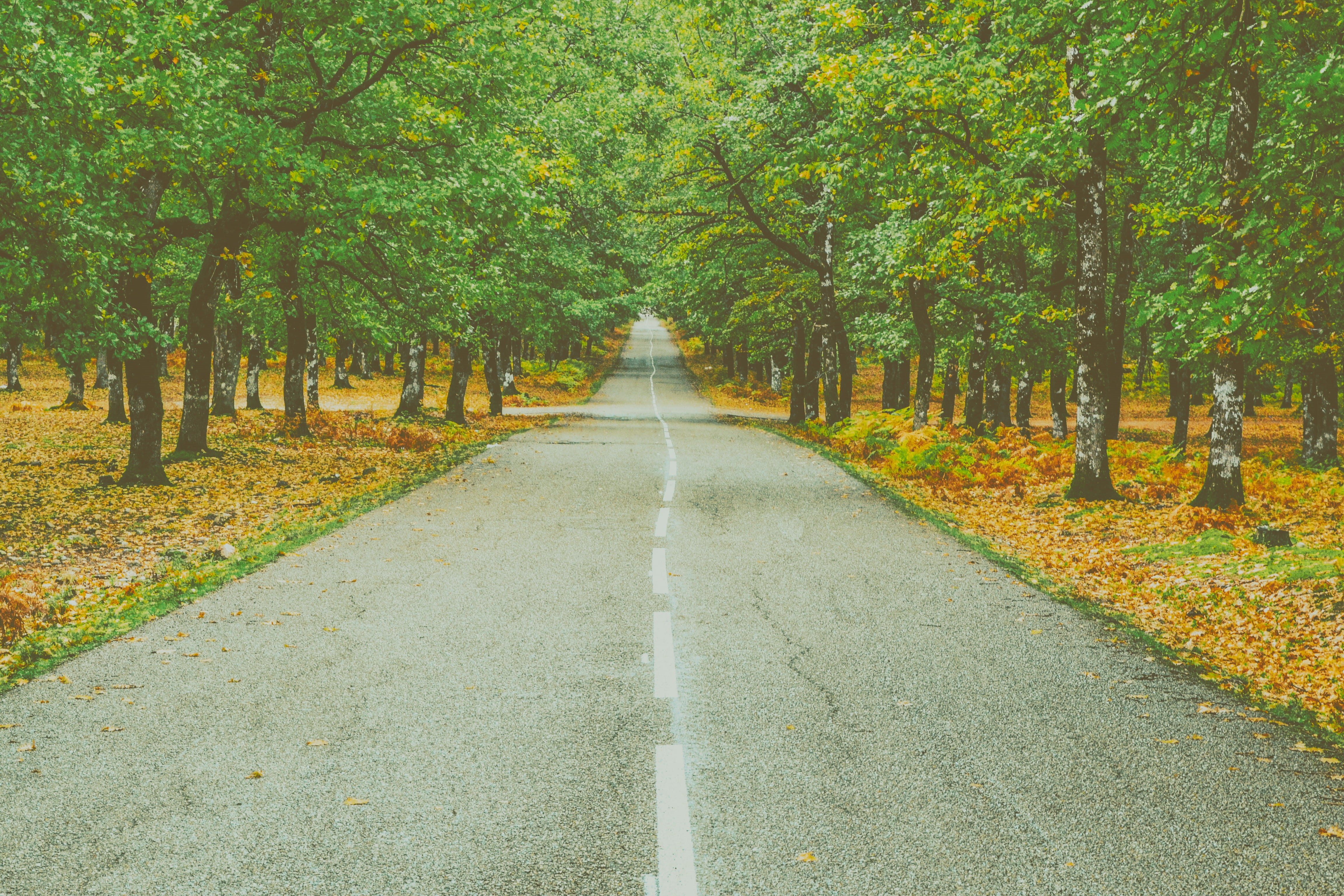 plant, diminishing perspective, transportation, tranquil scene, outdoors, fallen leaves, trees, no people, road marking, 4K, foliage, treelined, concrete, HD Wallpaper