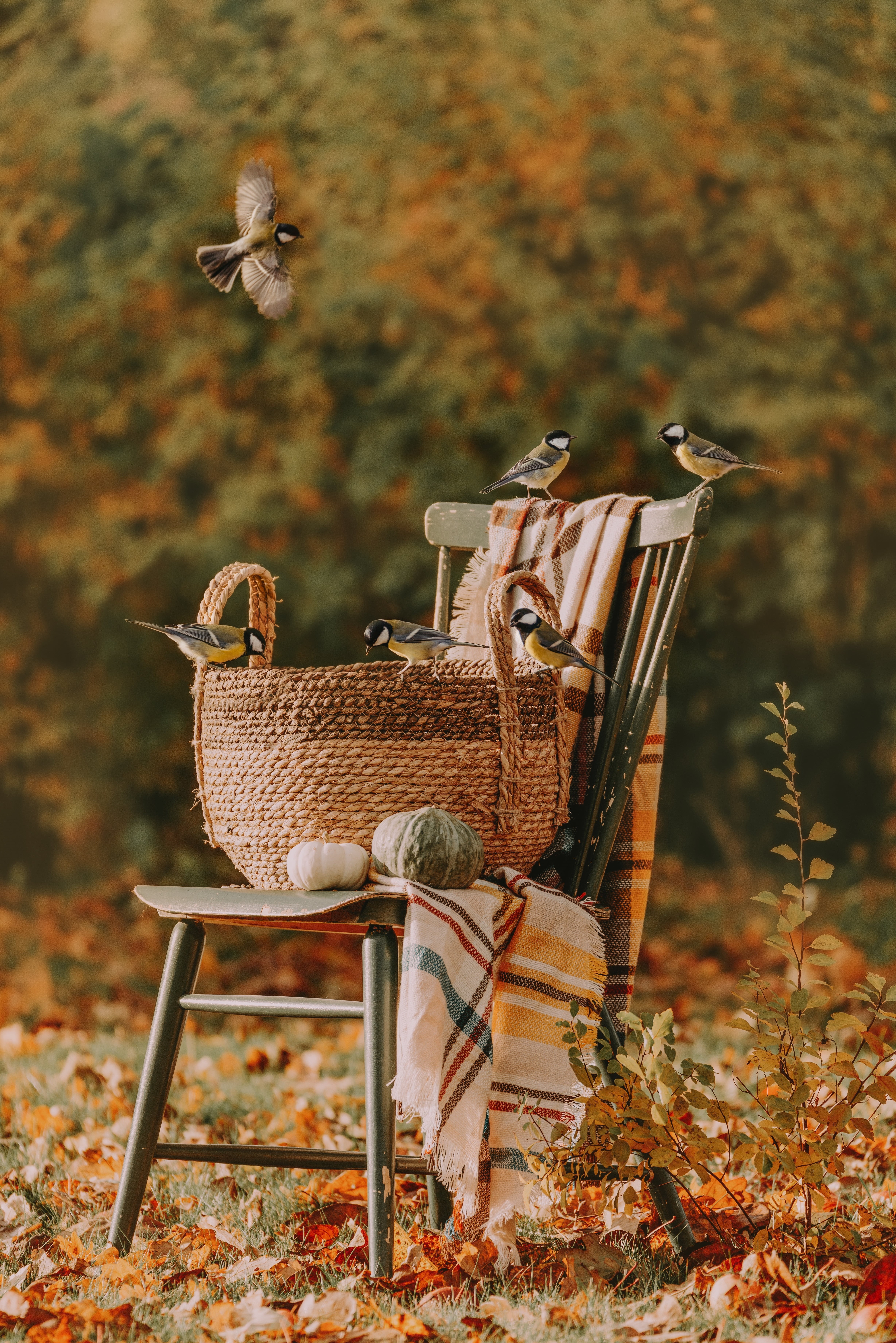 fallen leaves, 5K, birds, nature, fall, pumpkin, chair, baskets, Phone HD Wallpaper