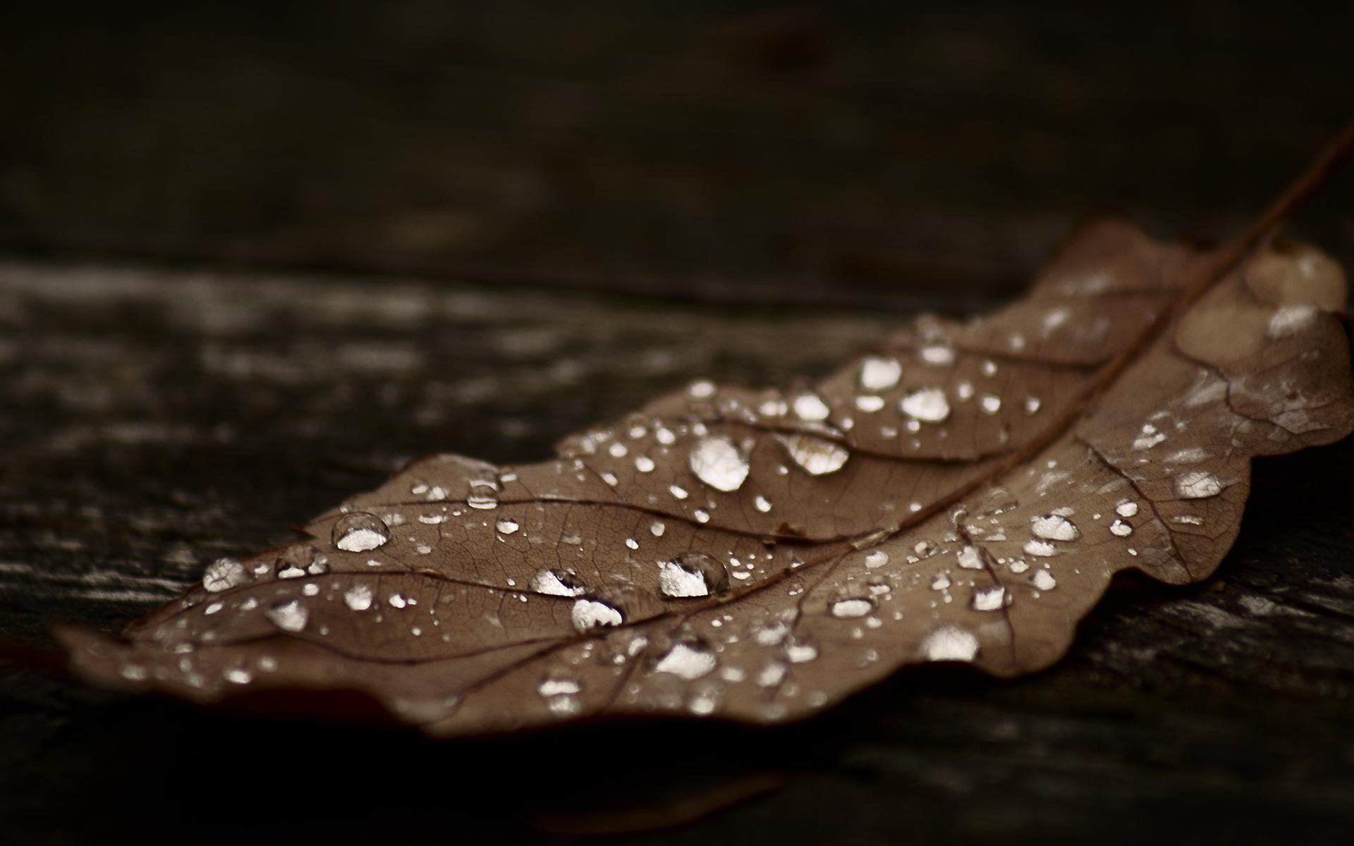 dew, hd, leaves, 1080P, fallen, HD Wallpaper