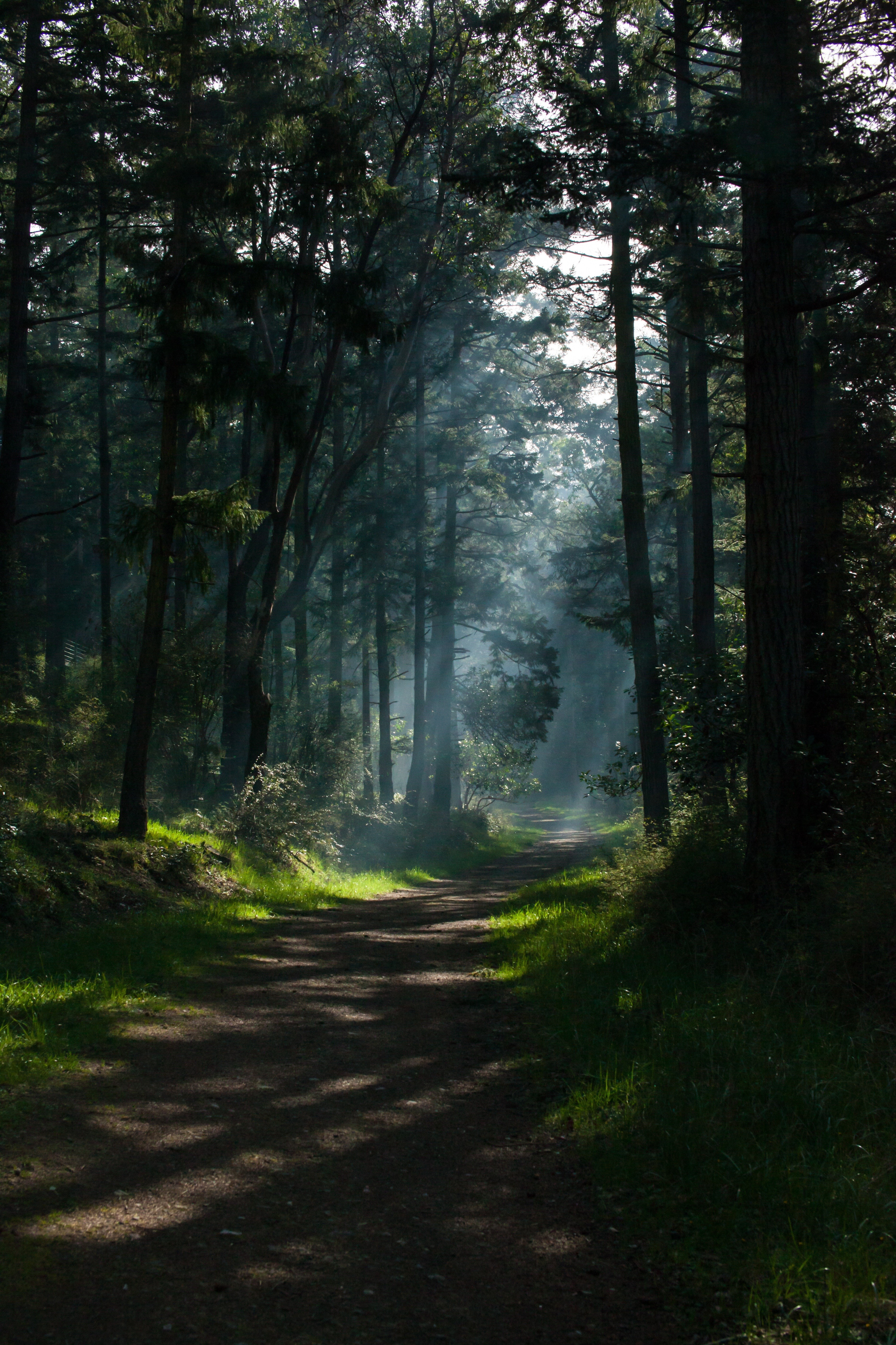 Portrait Display, Sun Rays, nature, sunlight, 5K, forest, Trees, shadow, path, Dappled sunlight, Phone HD Wallpaper