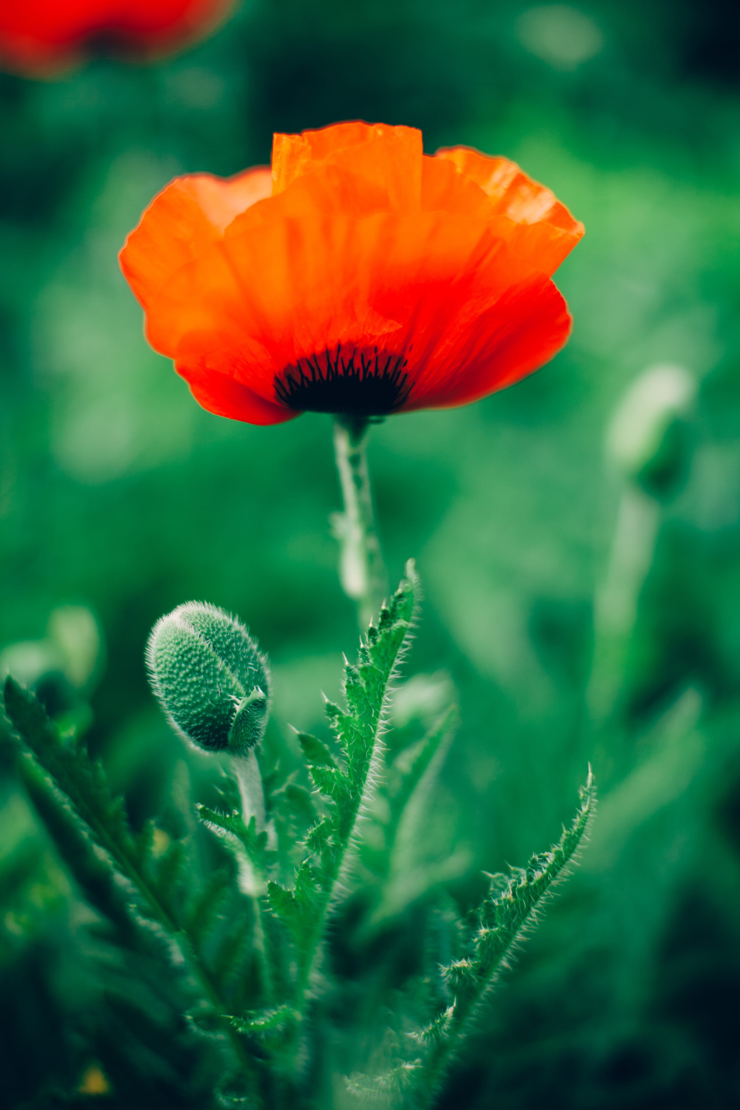leaf, beauty in nature, orange, vulnerability, bud, pollen, poppy, petal, flowering plant, phography, red, no people, stem, photo, close-up, outdoors, flower head, Phone HD Wallpaper