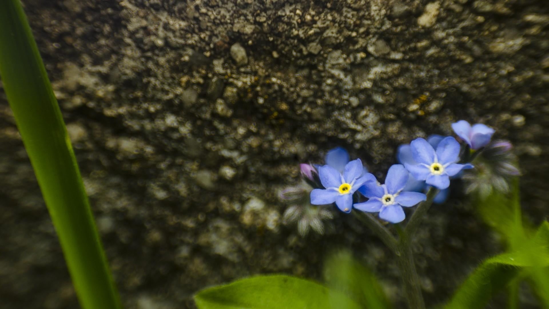 flower, flower head, nice feeling, purple, day, growth, inflorescence, photography, no people, flowers, flowering plant, plant, flowers images, HD Wallpaper