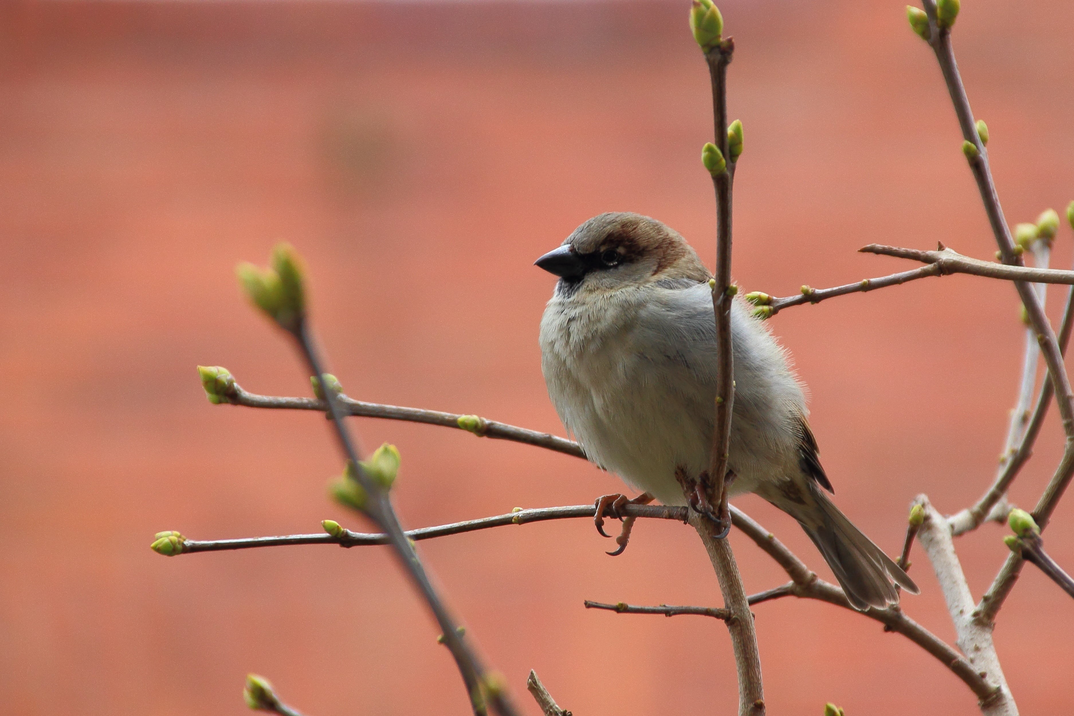 closeup, focus on foreground, one animal, tree, white, plant, close-up, 2K, animal, brown, branch, perching, outdoors, nature, full length, sitting, phography, HD Wallpaper