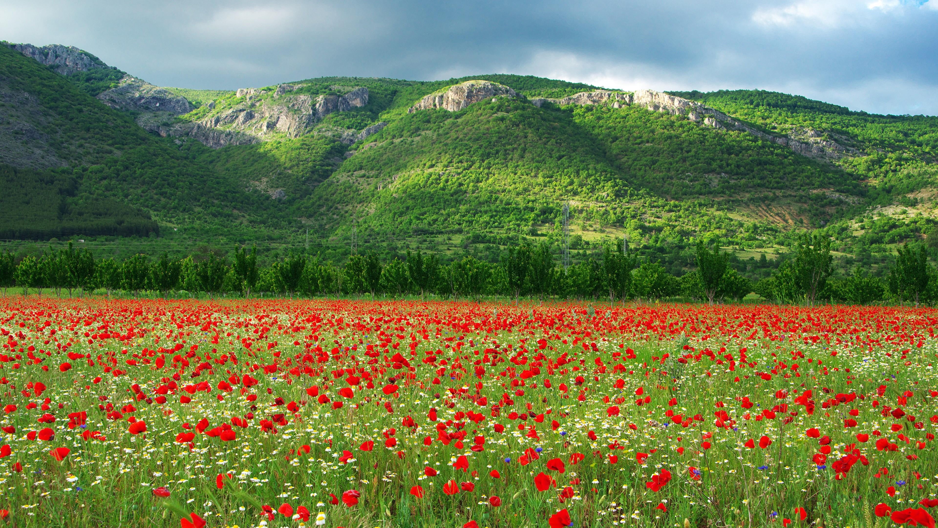 springtime, nature, field, camomiles, environment, land, freshness, growth, scenics - nature, bulgaria, flower field, sky, tranquility, scenery, poppy, HD Wallpaper